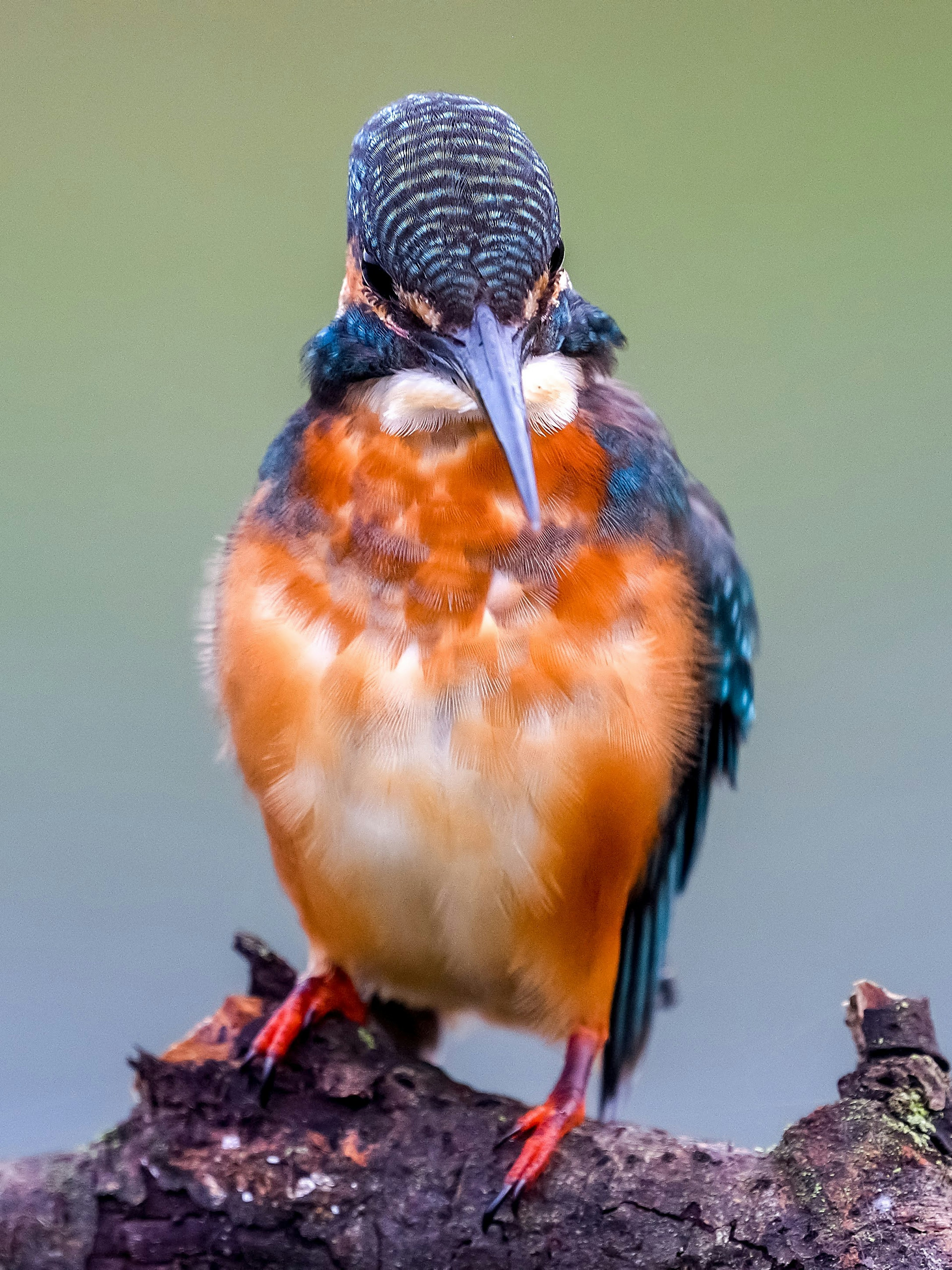 Seekor burung kingfisher yang cerah bertengger di atas cabang