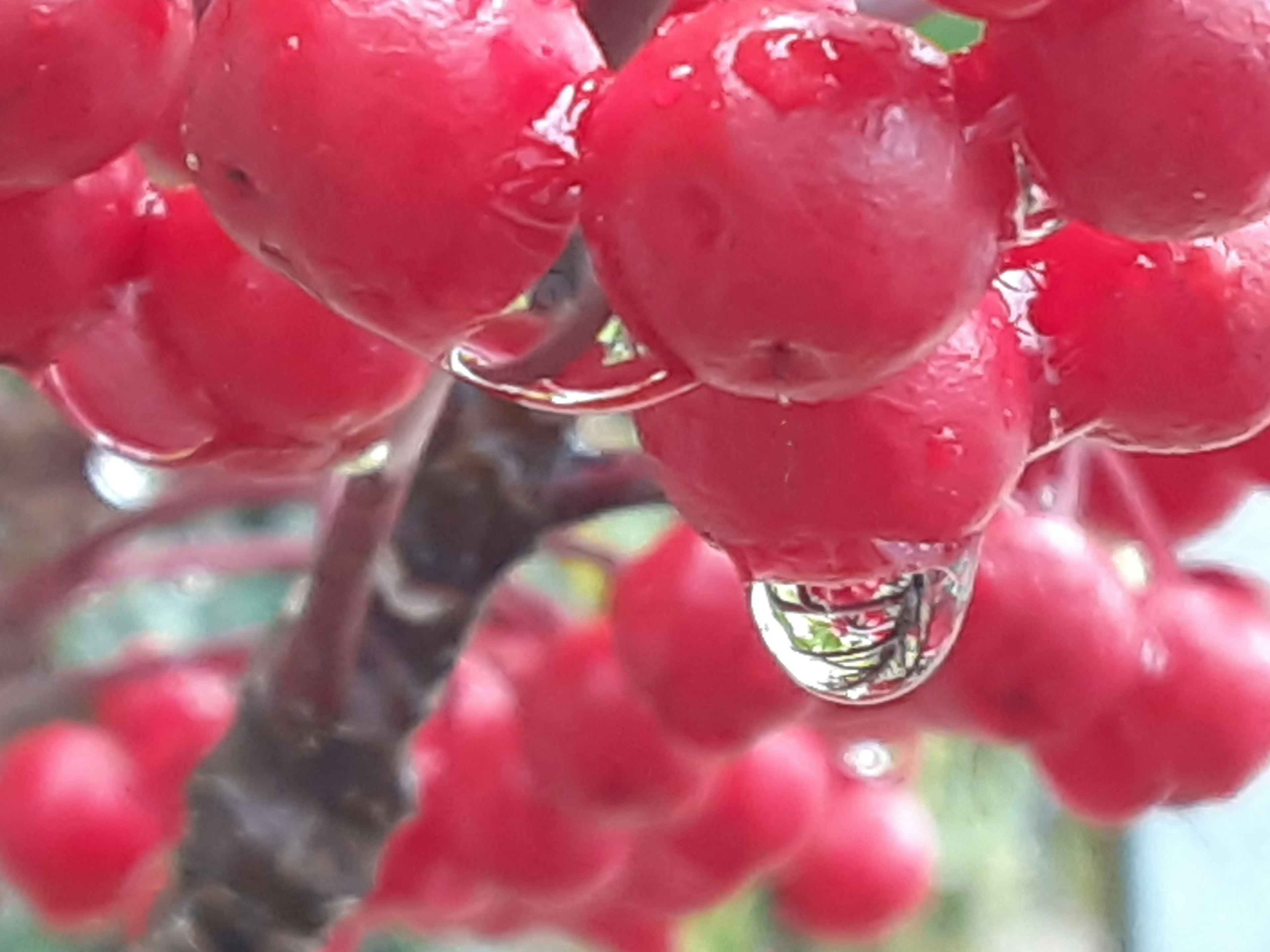 Close-up of red berries with water droplets