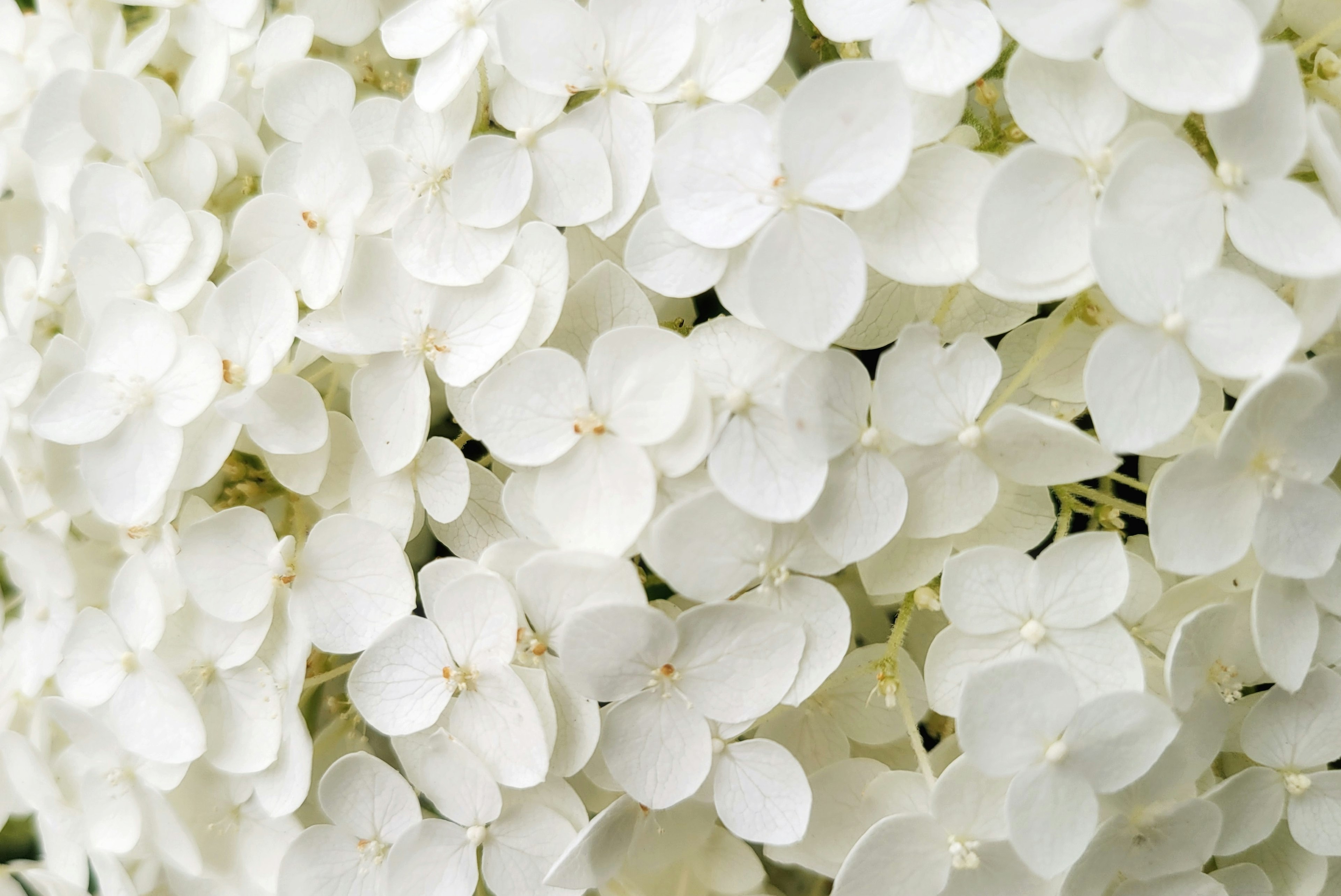 Close-up of white hydrangea flowers with densely packed petals