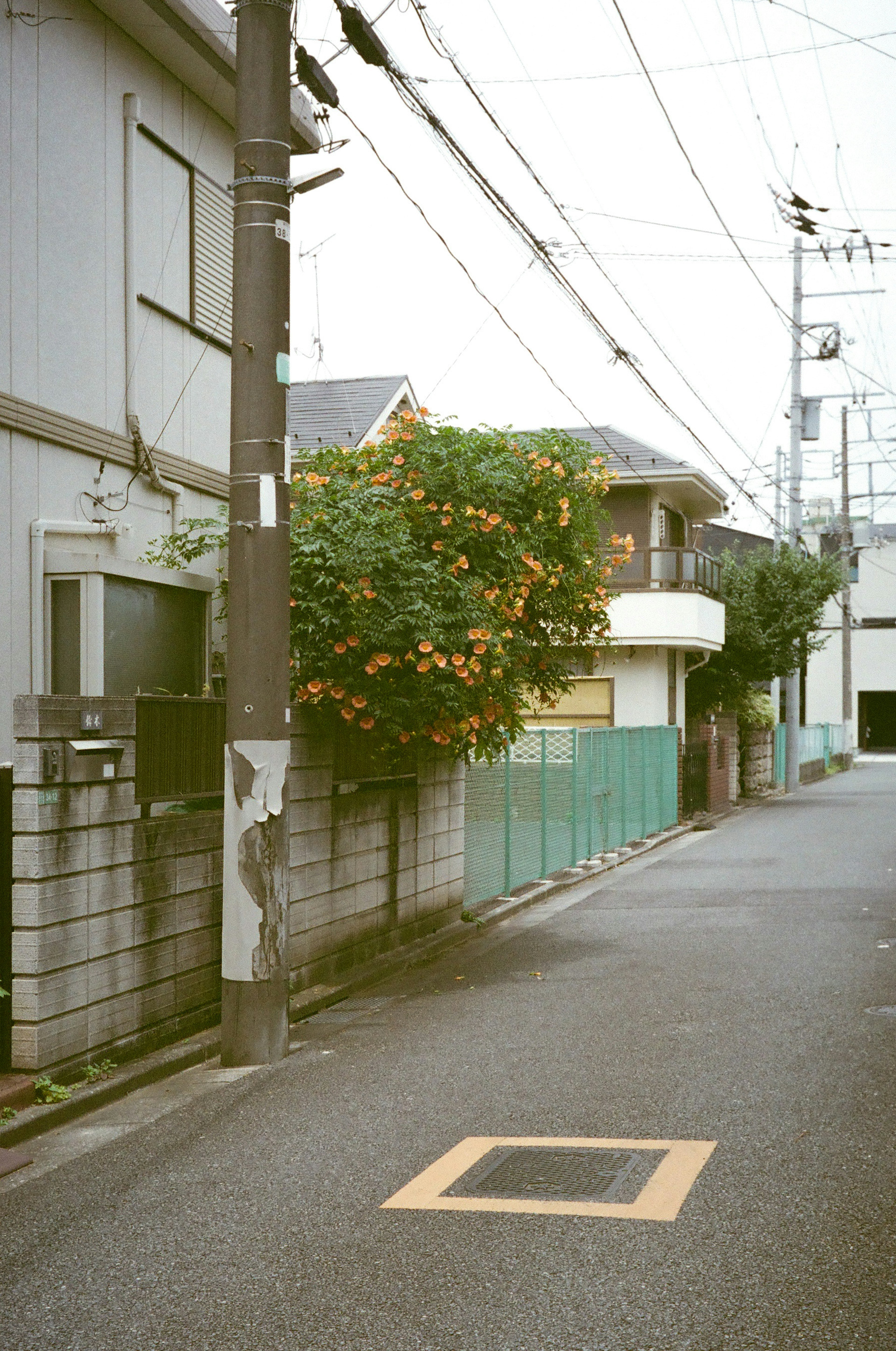 静かな街角の風景にオレンジ色の花が咲く木が見える