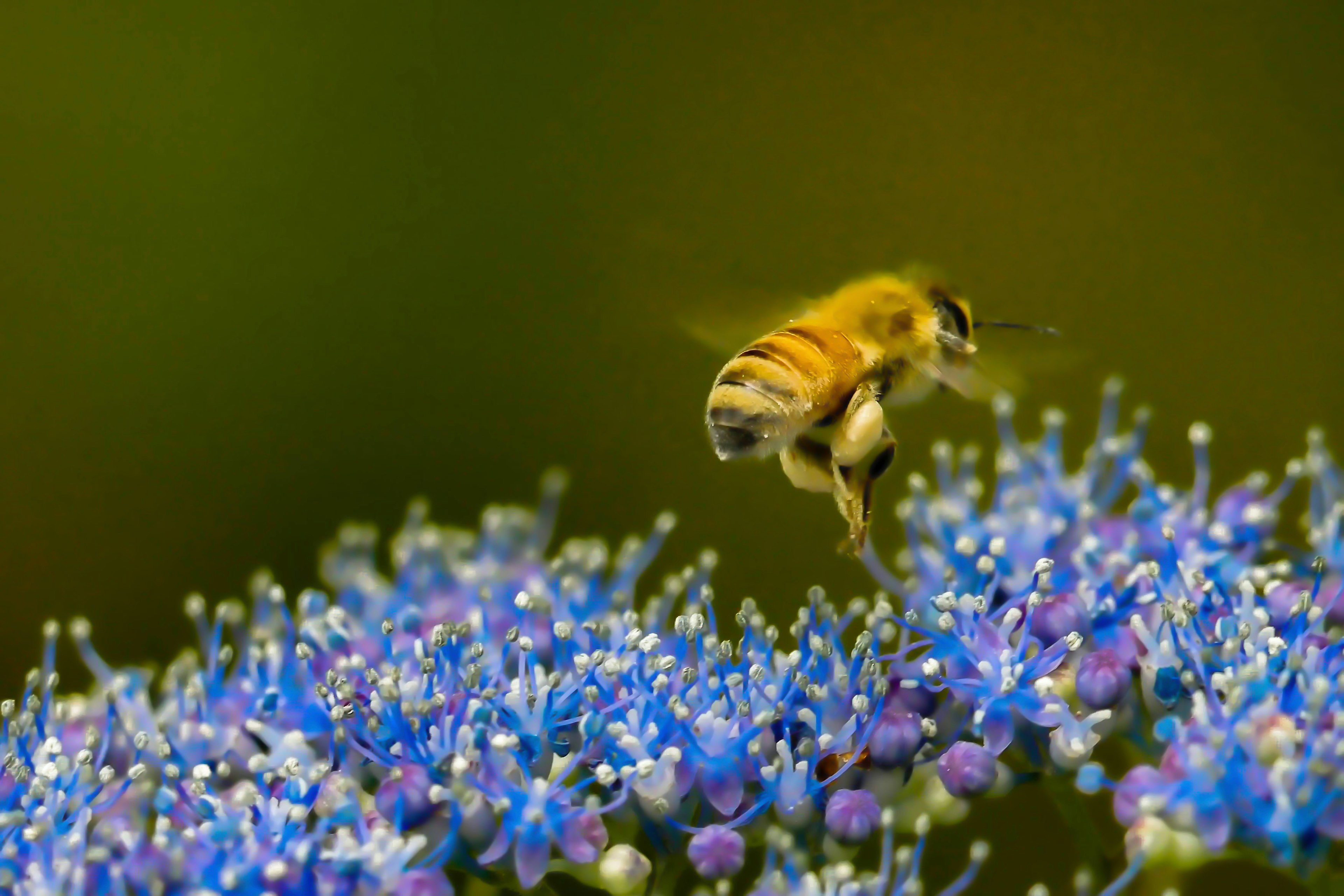 Nahaufnahme einer Biene, die über blauen Blumen fliegt