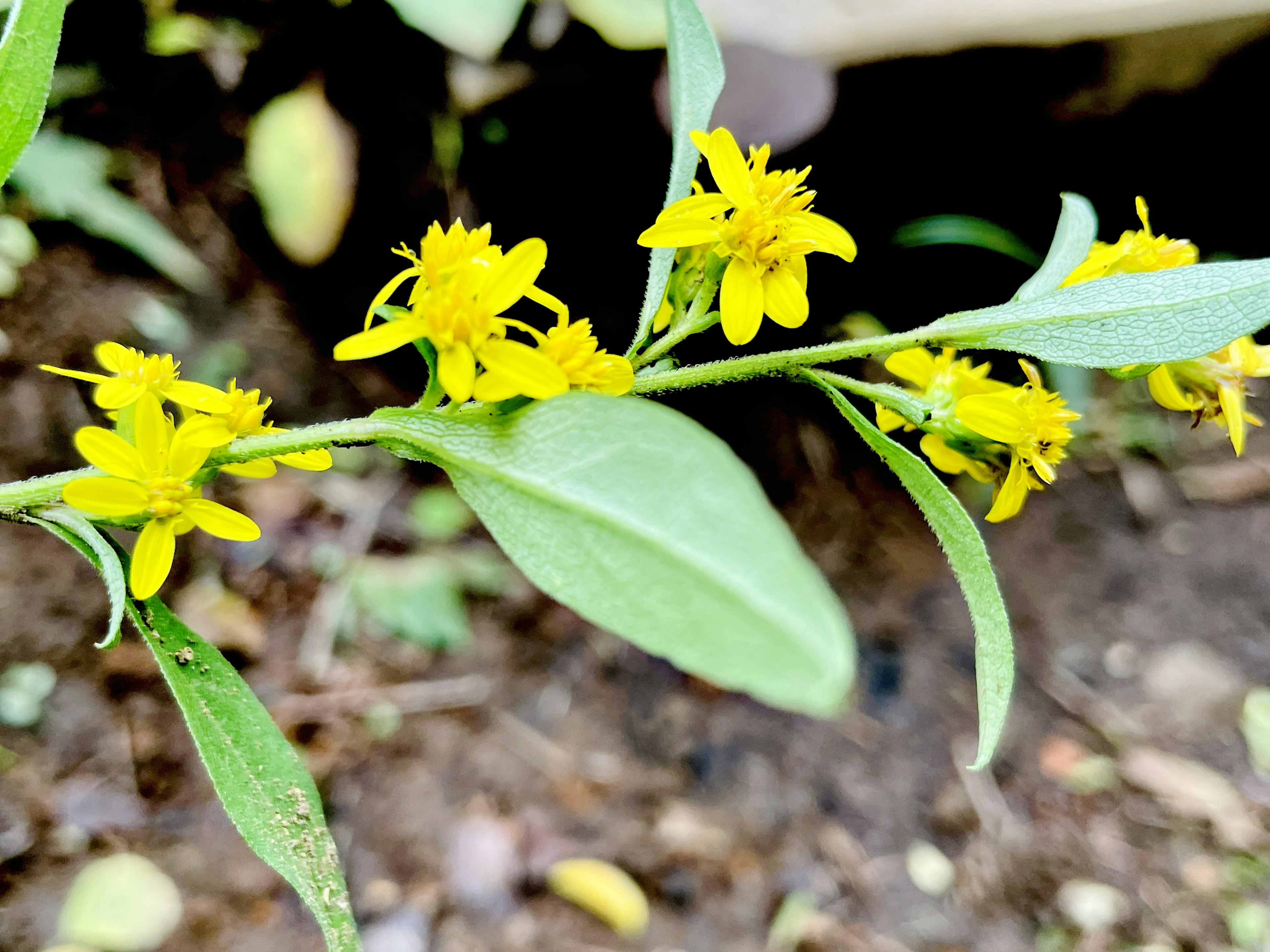 黄色い花が咲いている植物のクローズアップ