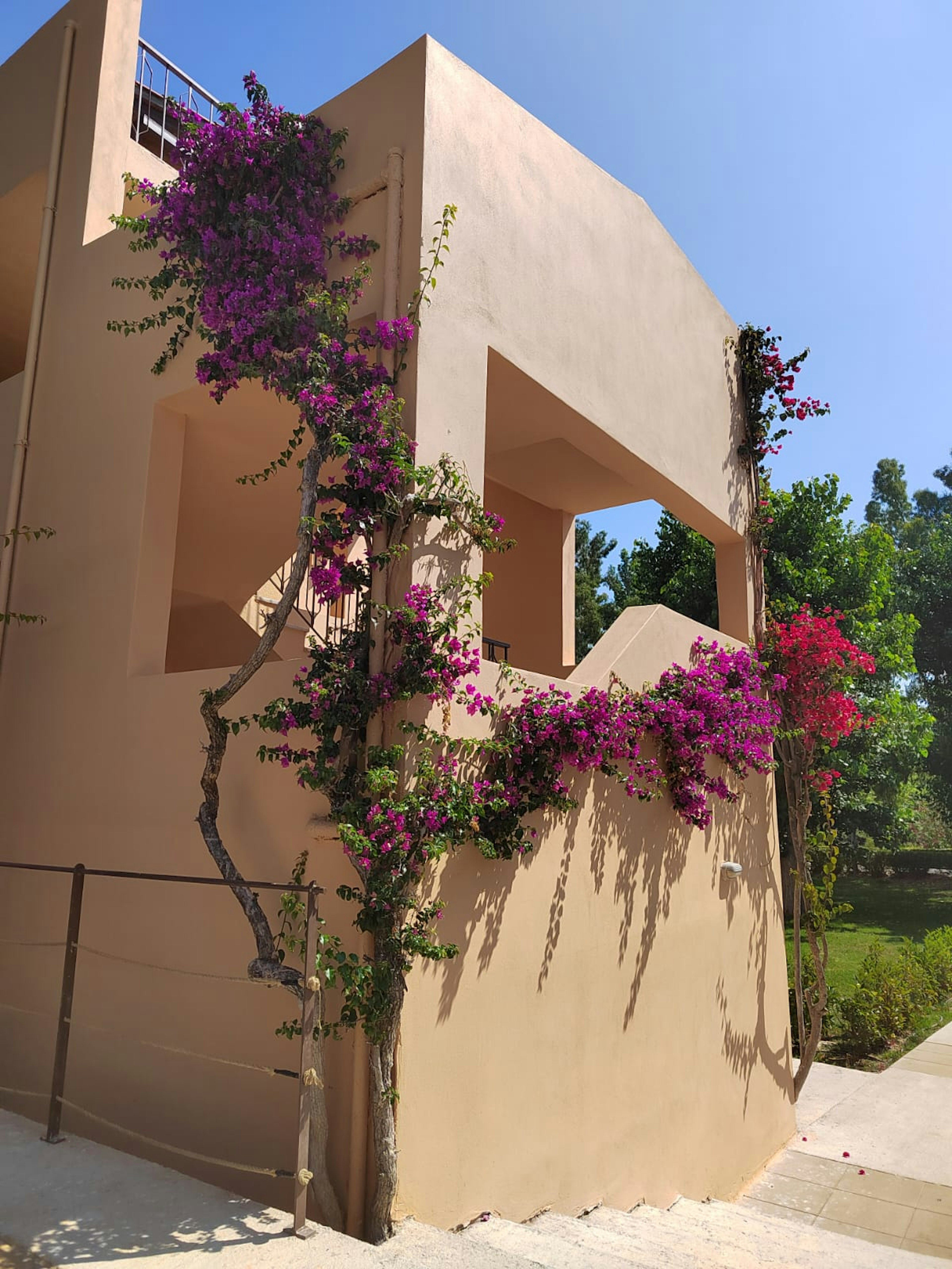 Bangunan dengan dinding berwarna terang dihiasi dengan bougainvillea ungu