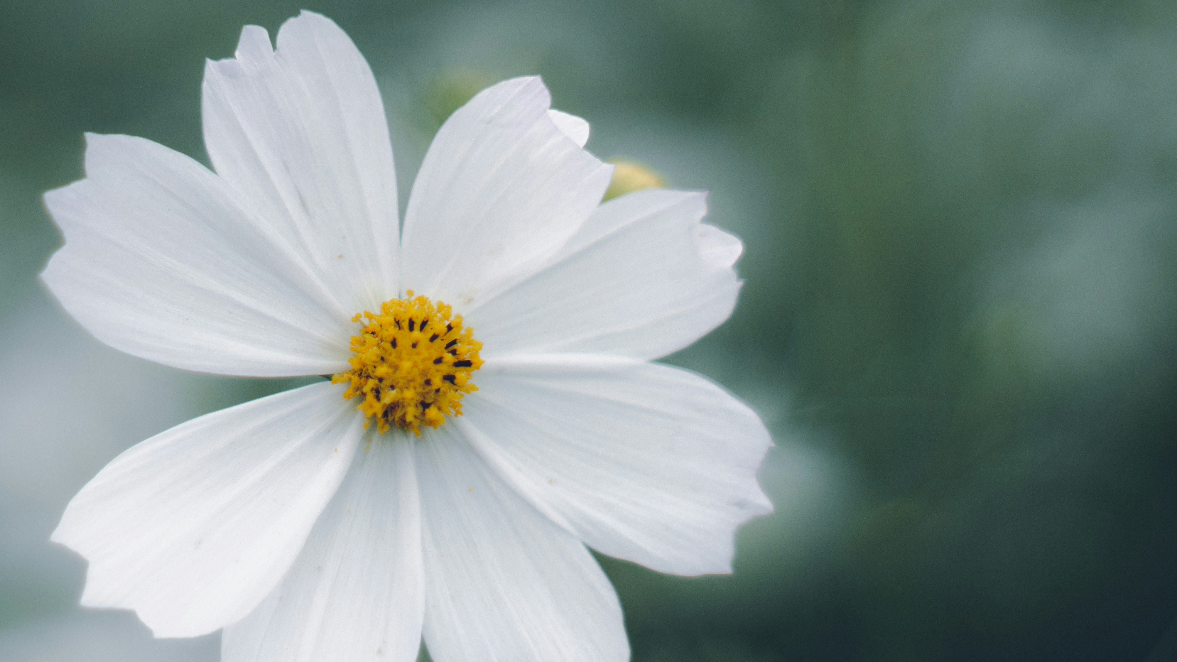 Gros plan d'une fleur blanche avec un centre jaune et un fond vert doux