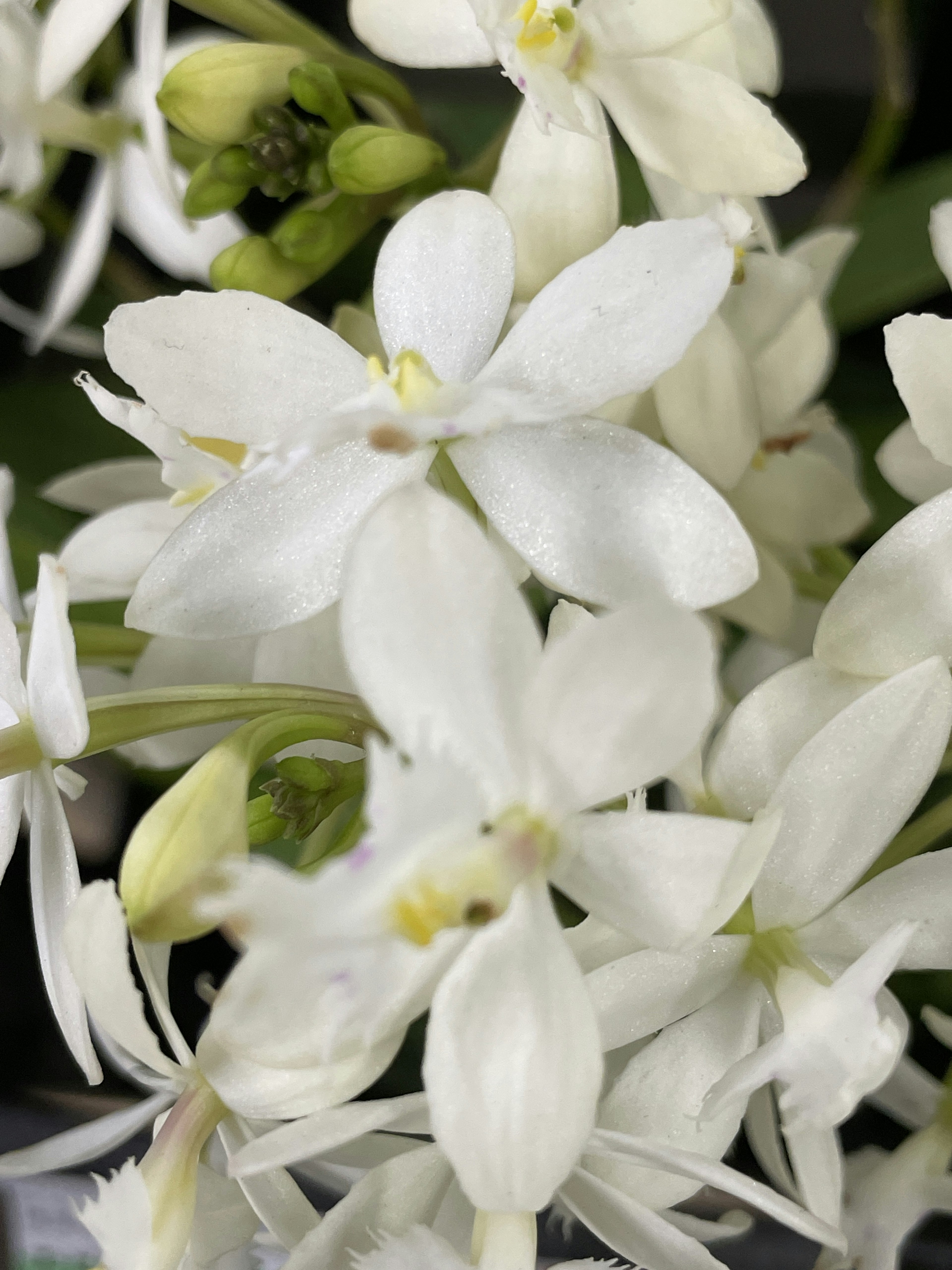 Bündel weißer Blumen, die mit zarten Blütenblättern blühen