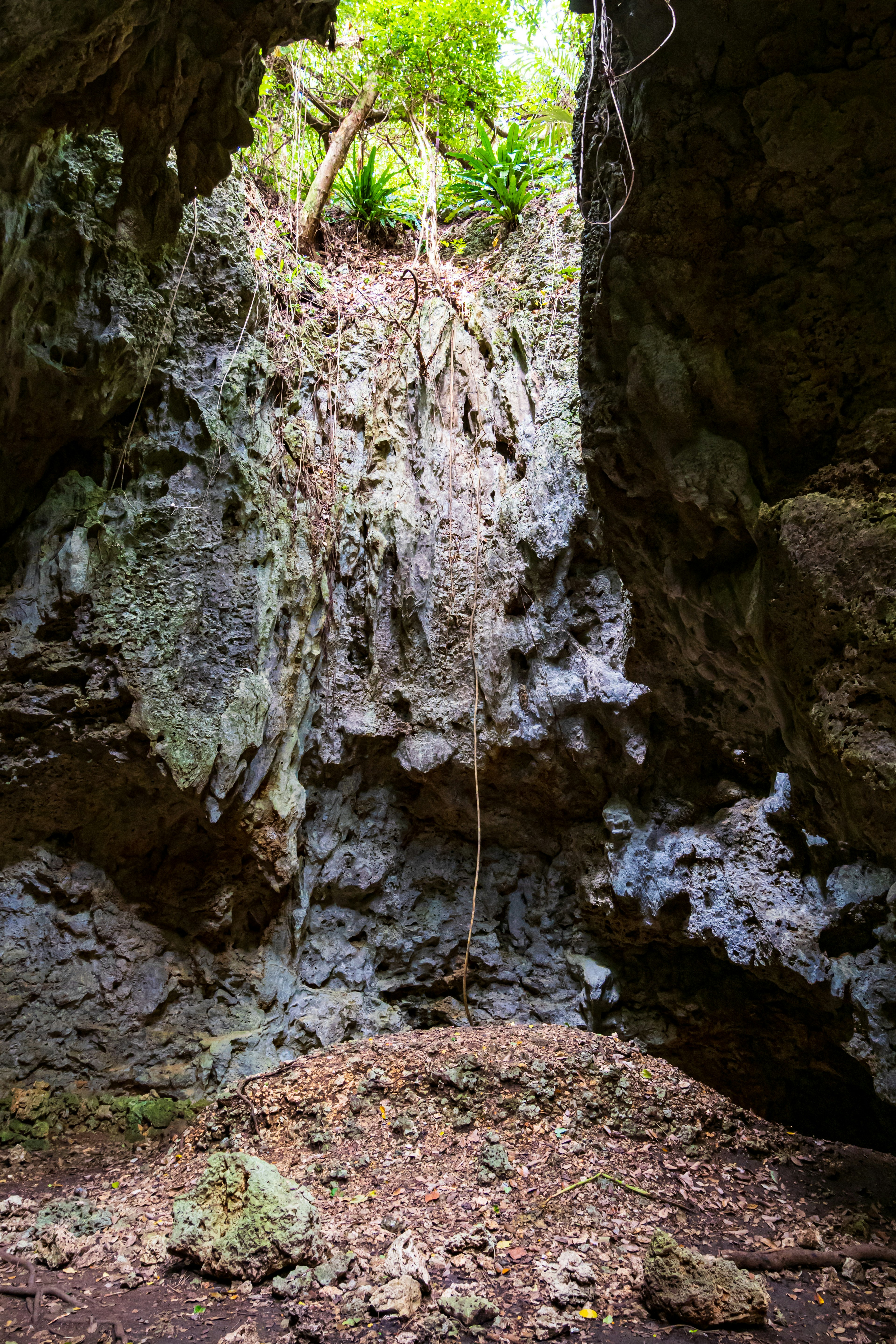 Pemandangan dari dalam gua ke atas dengan dedaunan dan dinding berbatu