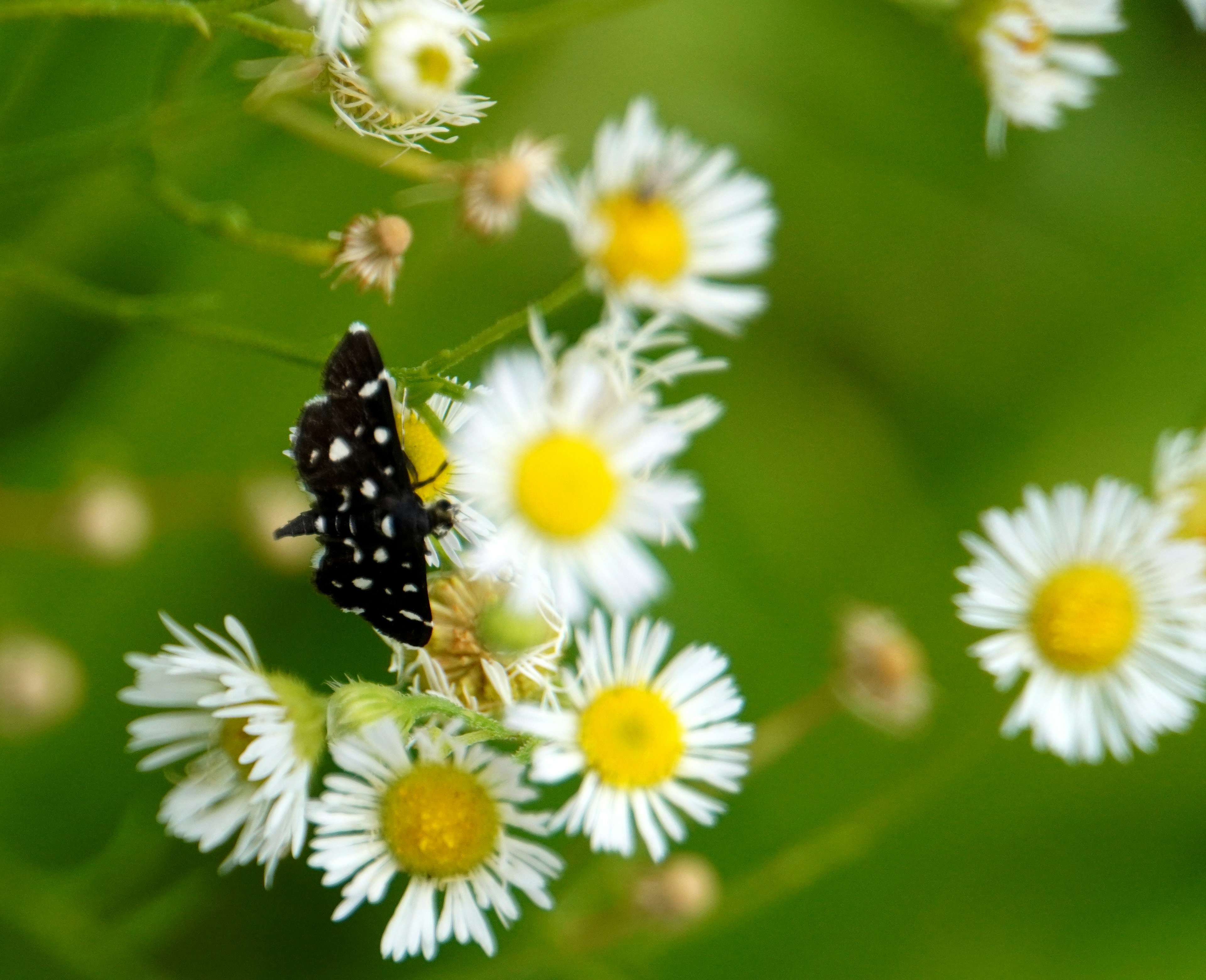 Black spotted insect on white daisies with a green background