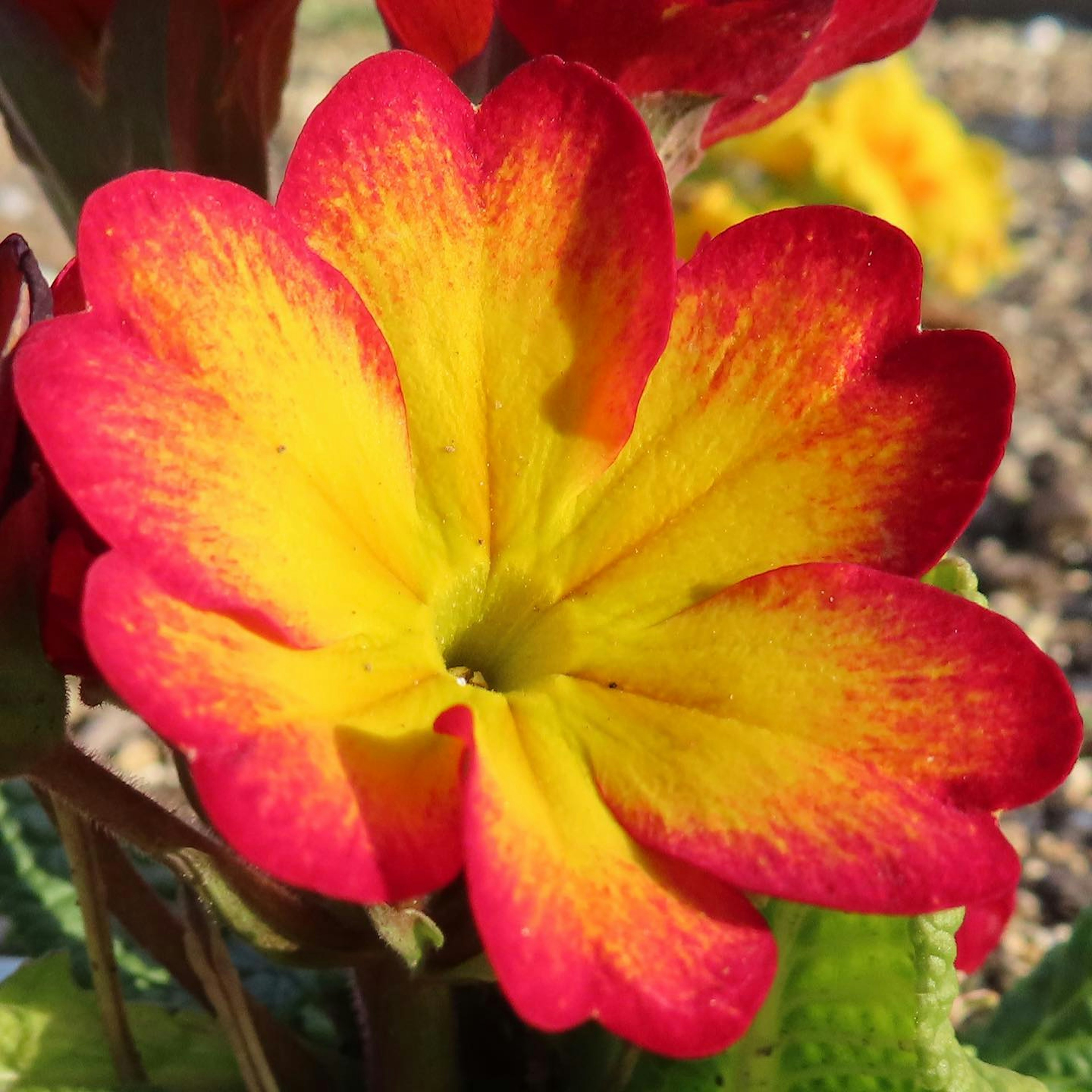 鮮やかな赤と黄色の花ビオラのクローズアップ