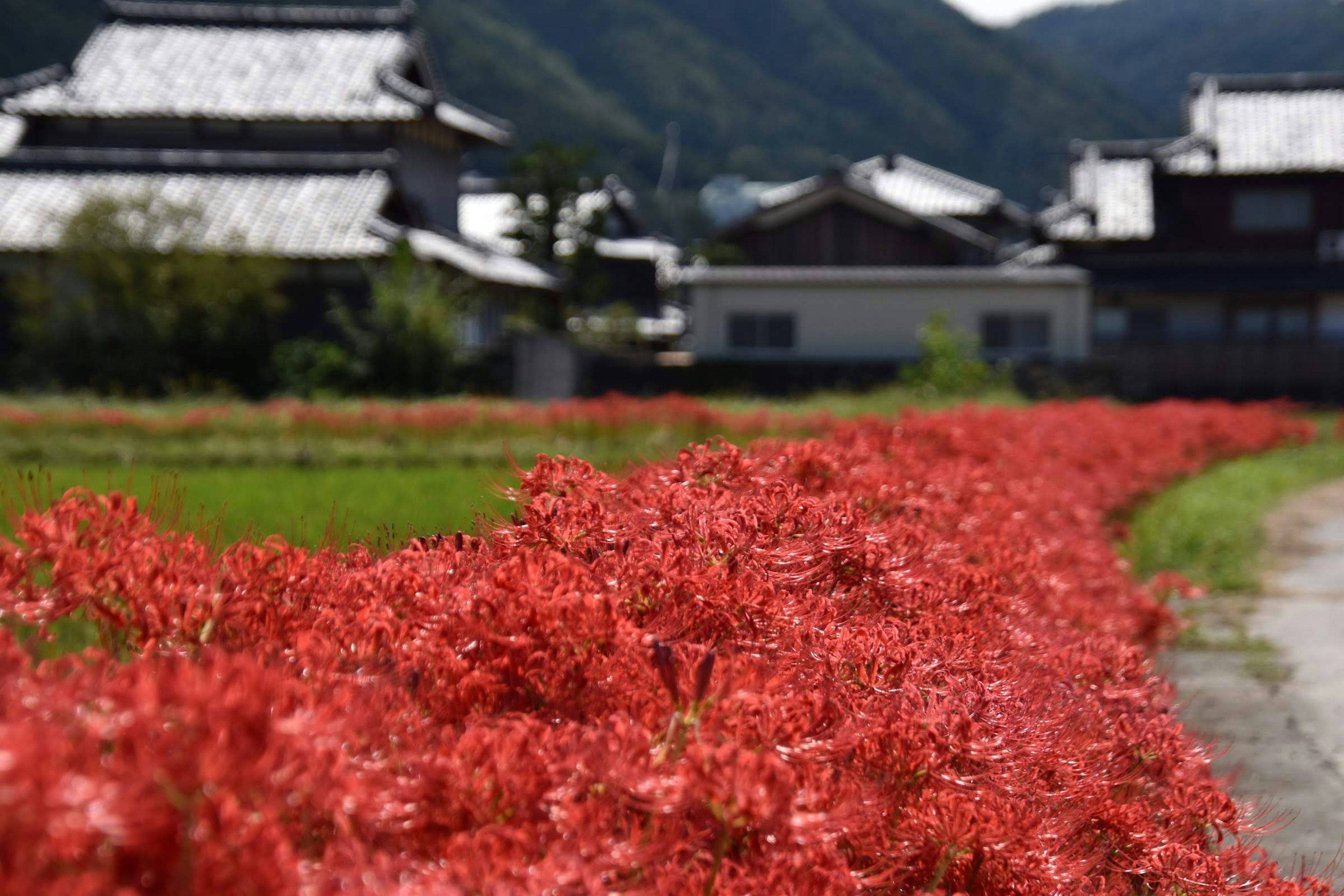 Vibrant red spider lilies blooming in a rural landscape with mountains