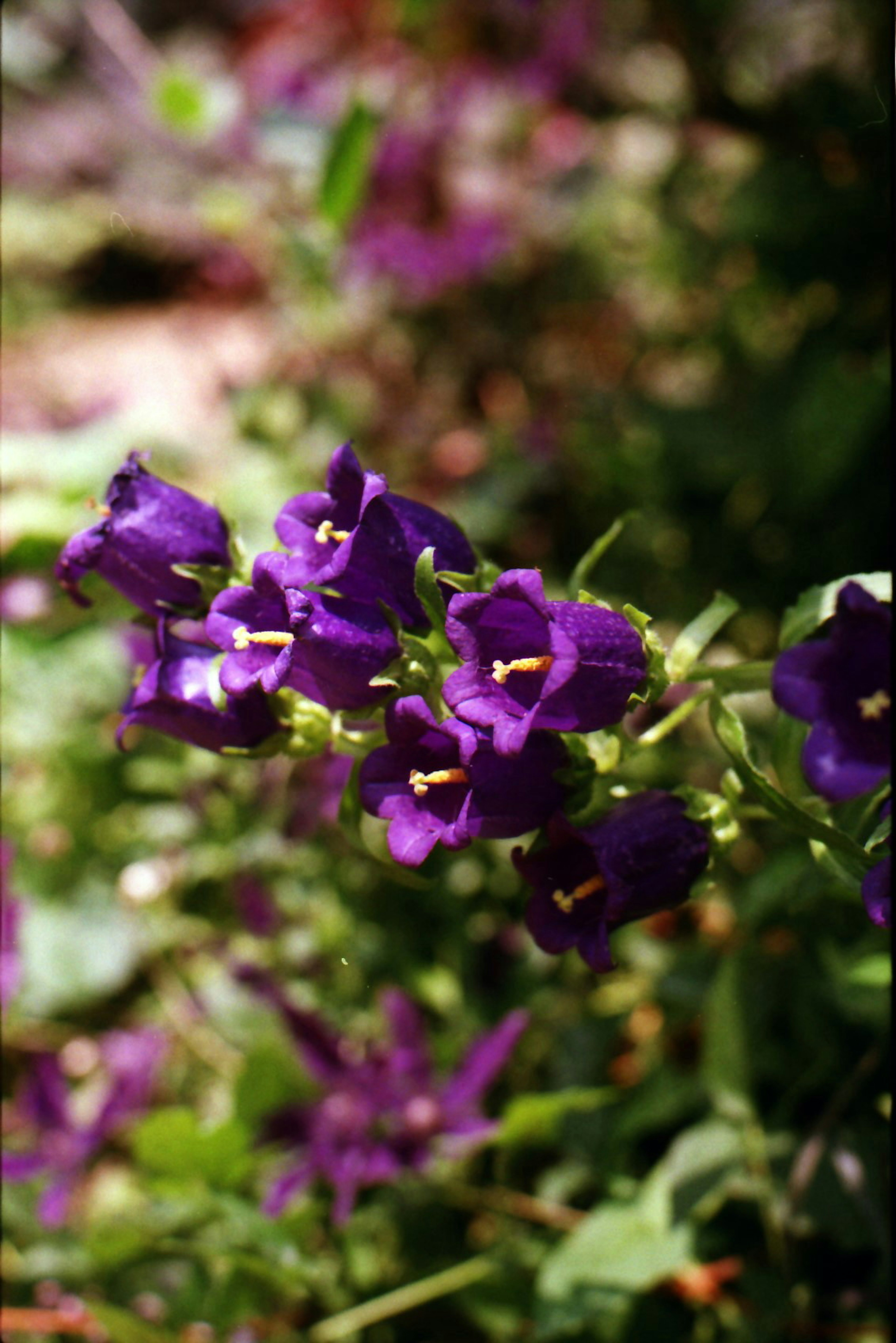 Gruppi di fiori viola circondati da fogliame verde