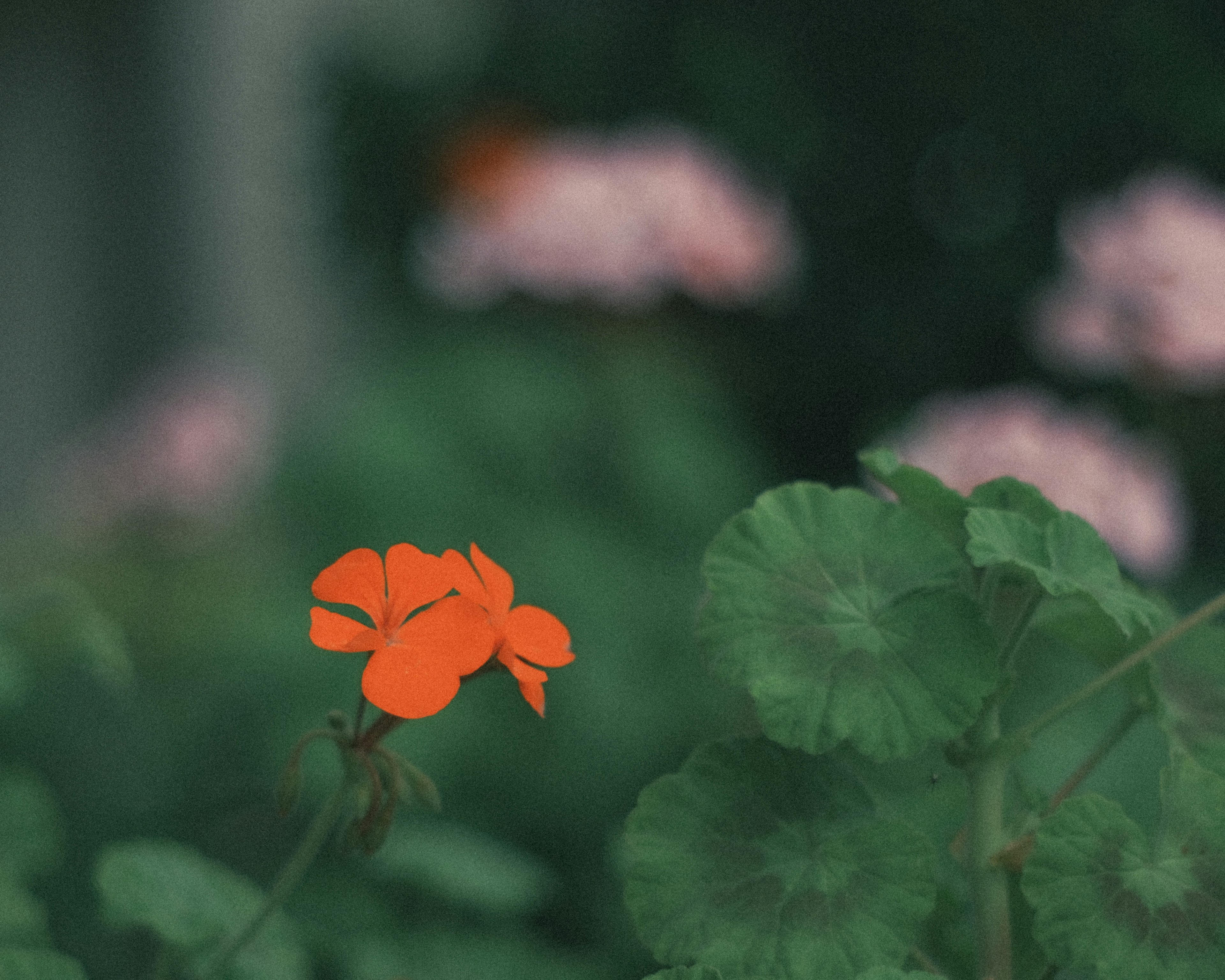 A bright orange flower blooming among green leaves with blurred pink flowers in the background