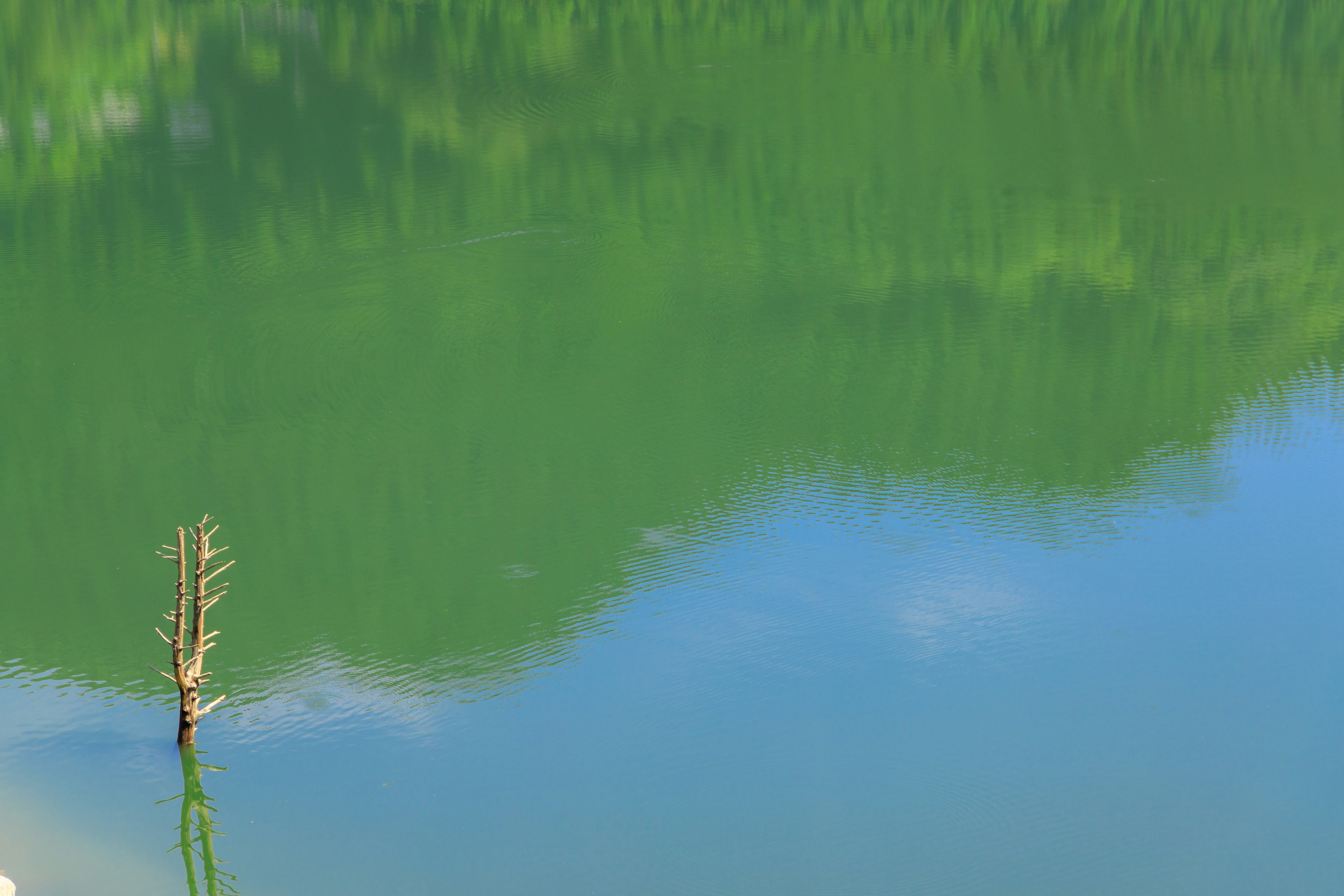 Lago tranquilo que refleja montañas verdes y un árbol solitario