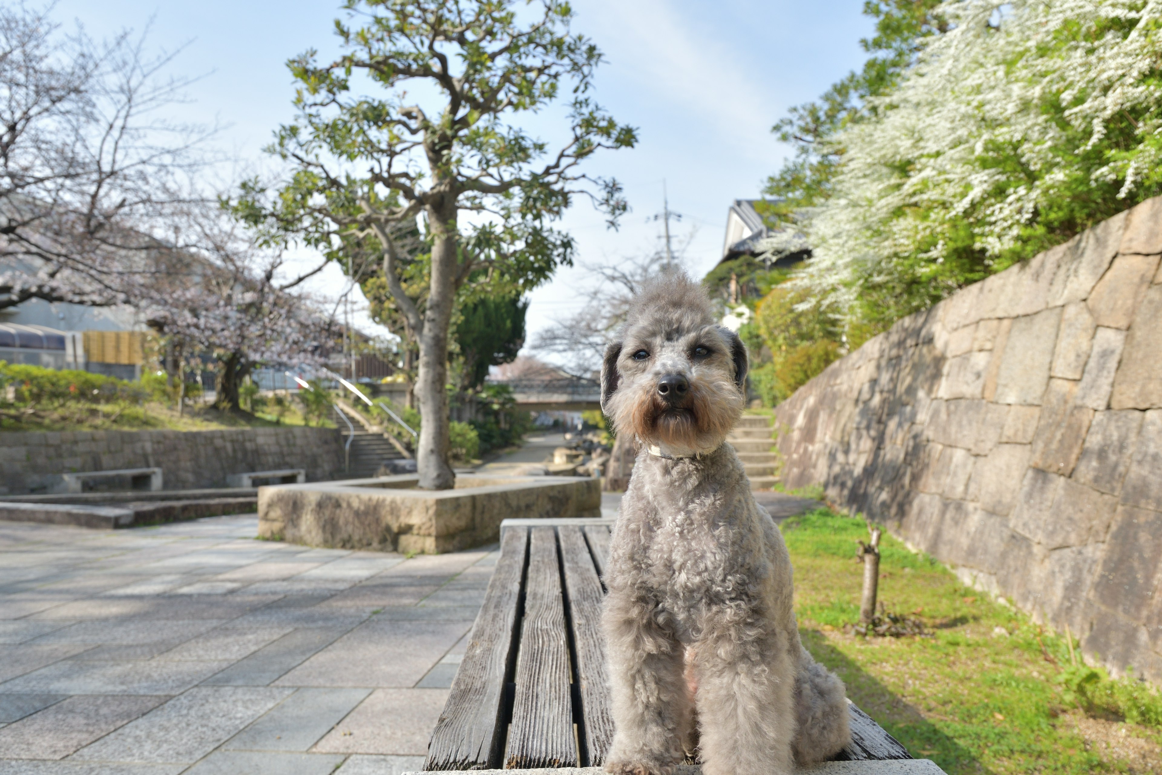 Perro sentado en un banco en un parque con árboles de cerezo