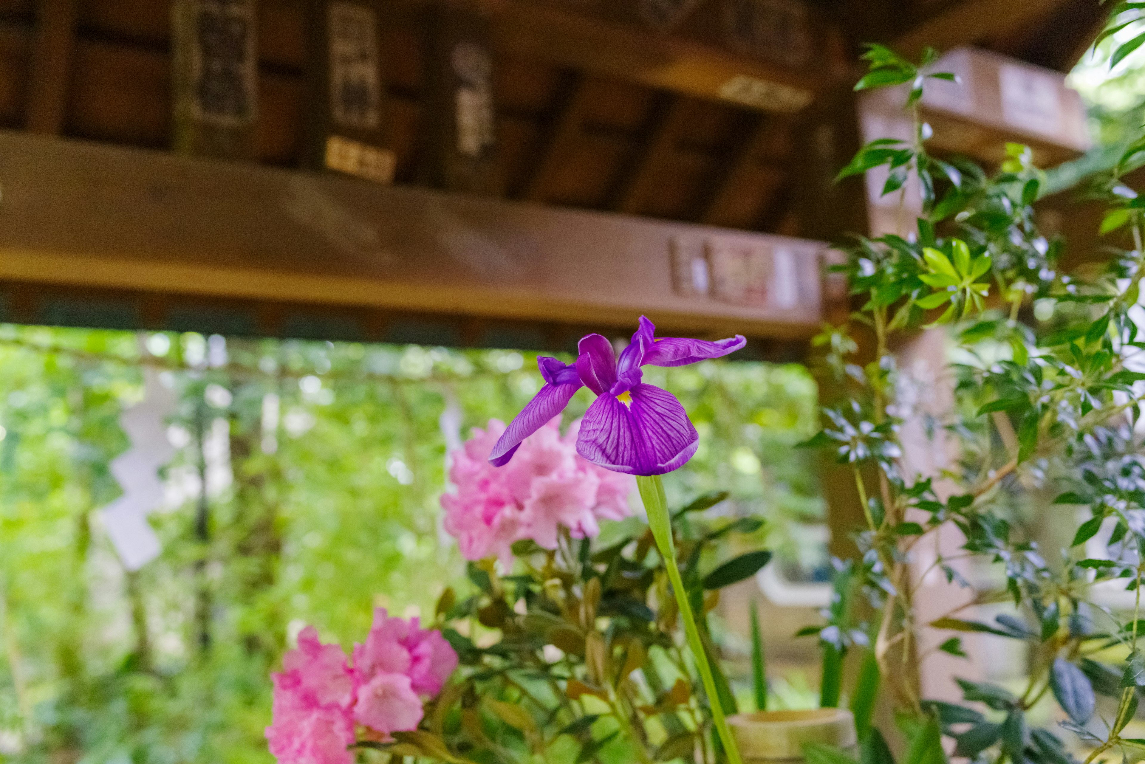 紫色花和粉色花的花园场景