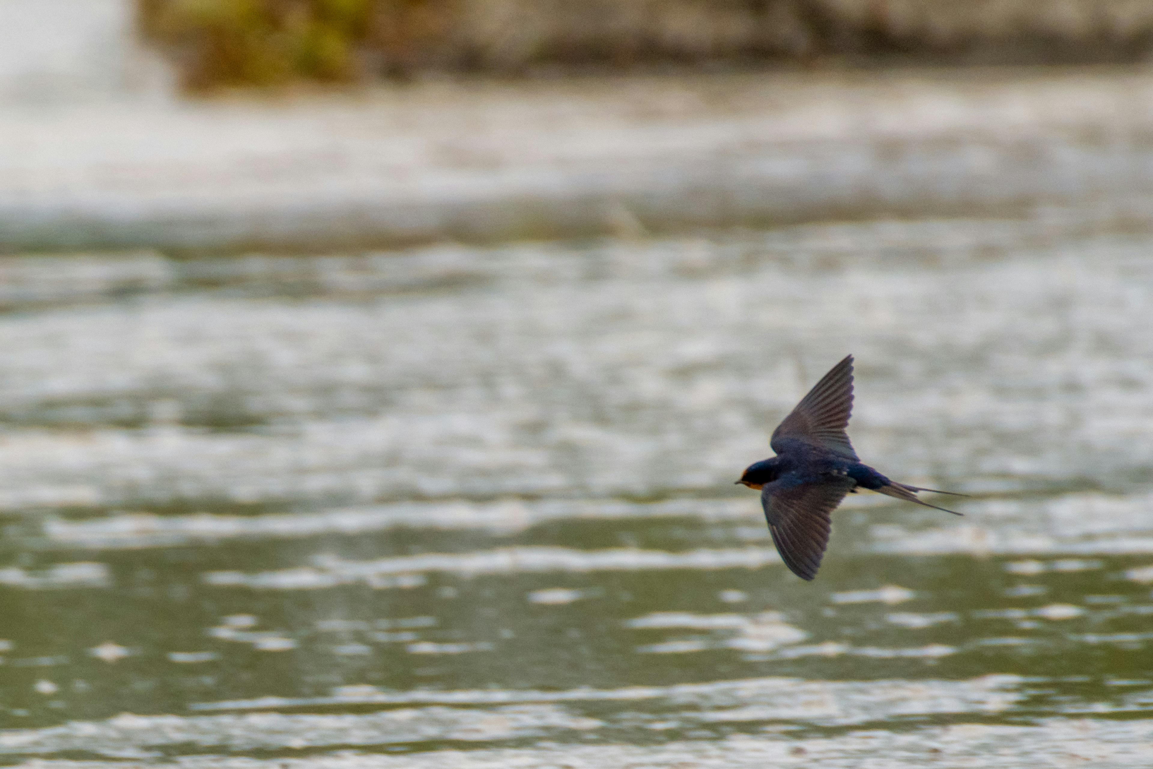 A black bird flying over the water surface