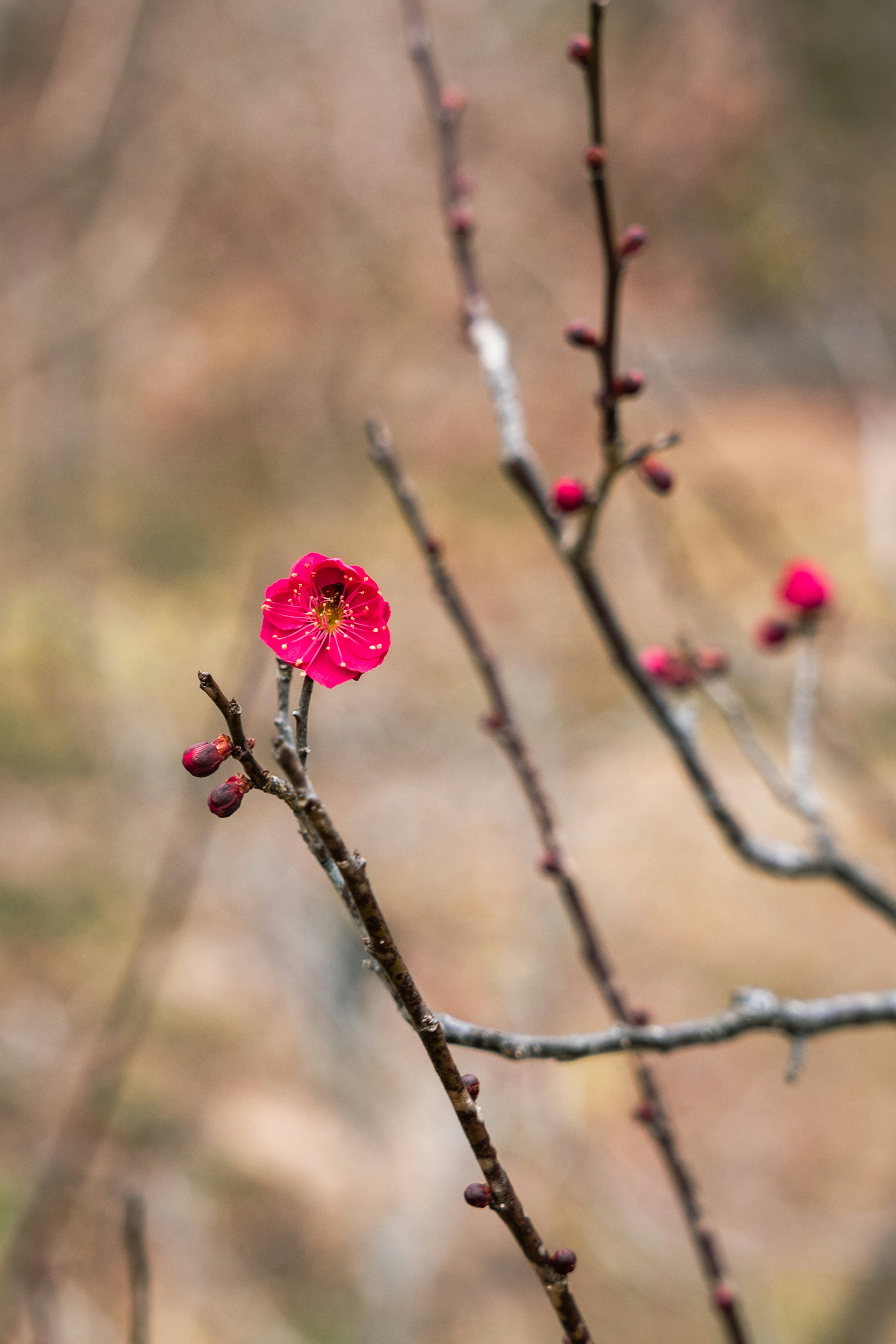 枝に咲く鮮やかなピンクの花とつぼみ