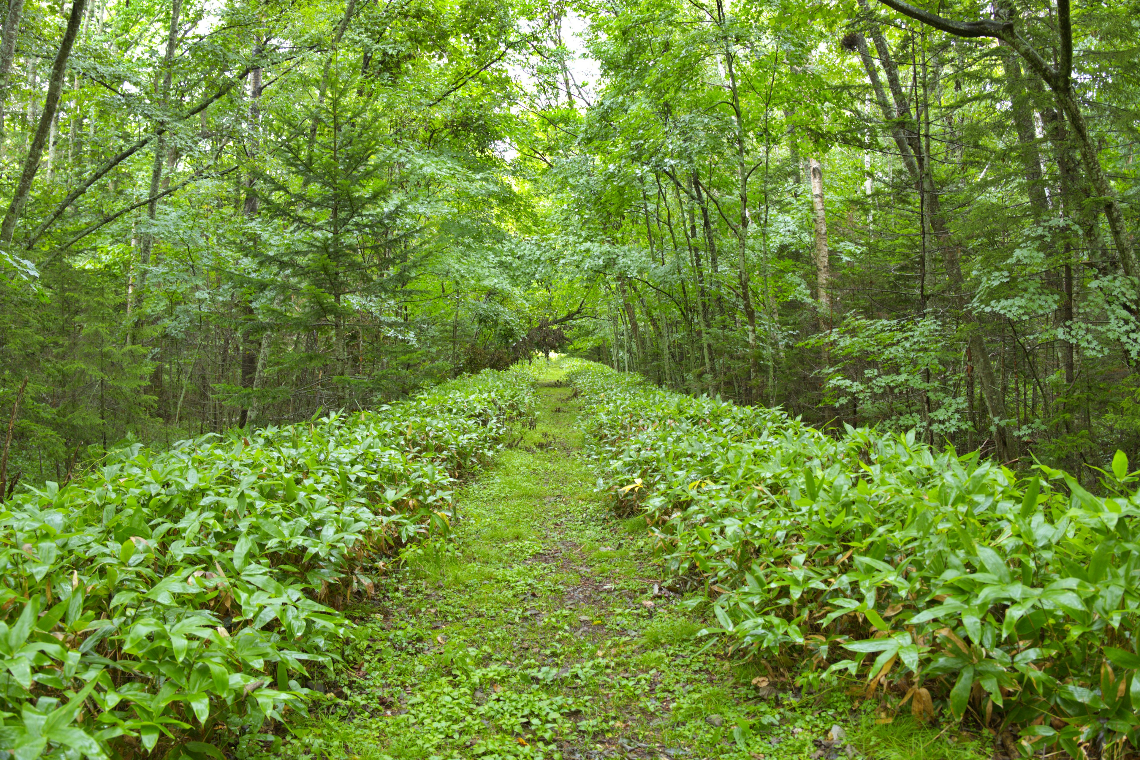 Sentiero forestale rigoglioso con folta vegetazione