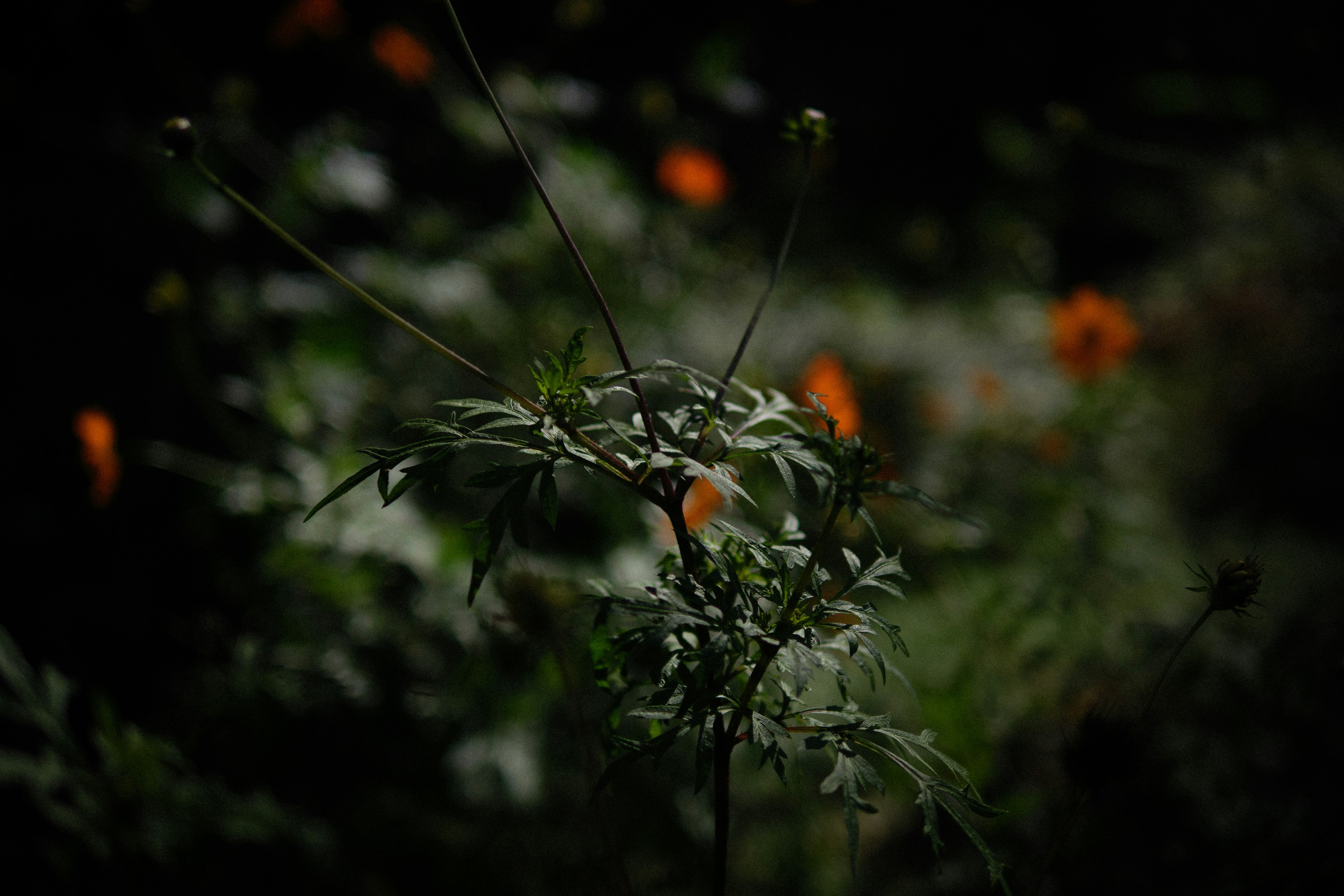 A vibrant green plant in the foreground with orange flowers blooming in a dark background