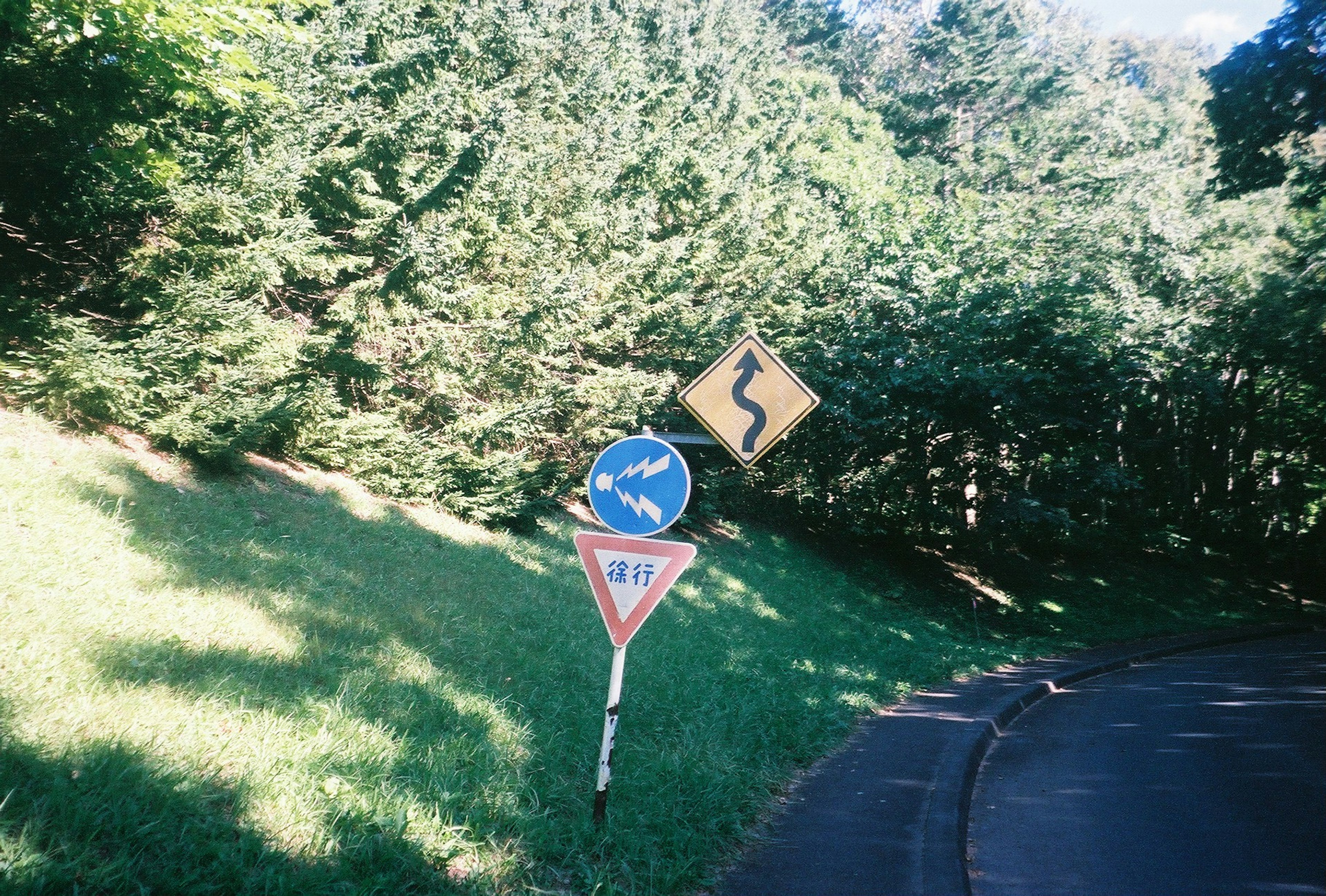 曲がりくねった道の標識と優先道路の標識が並ぶ緑豊かな風景