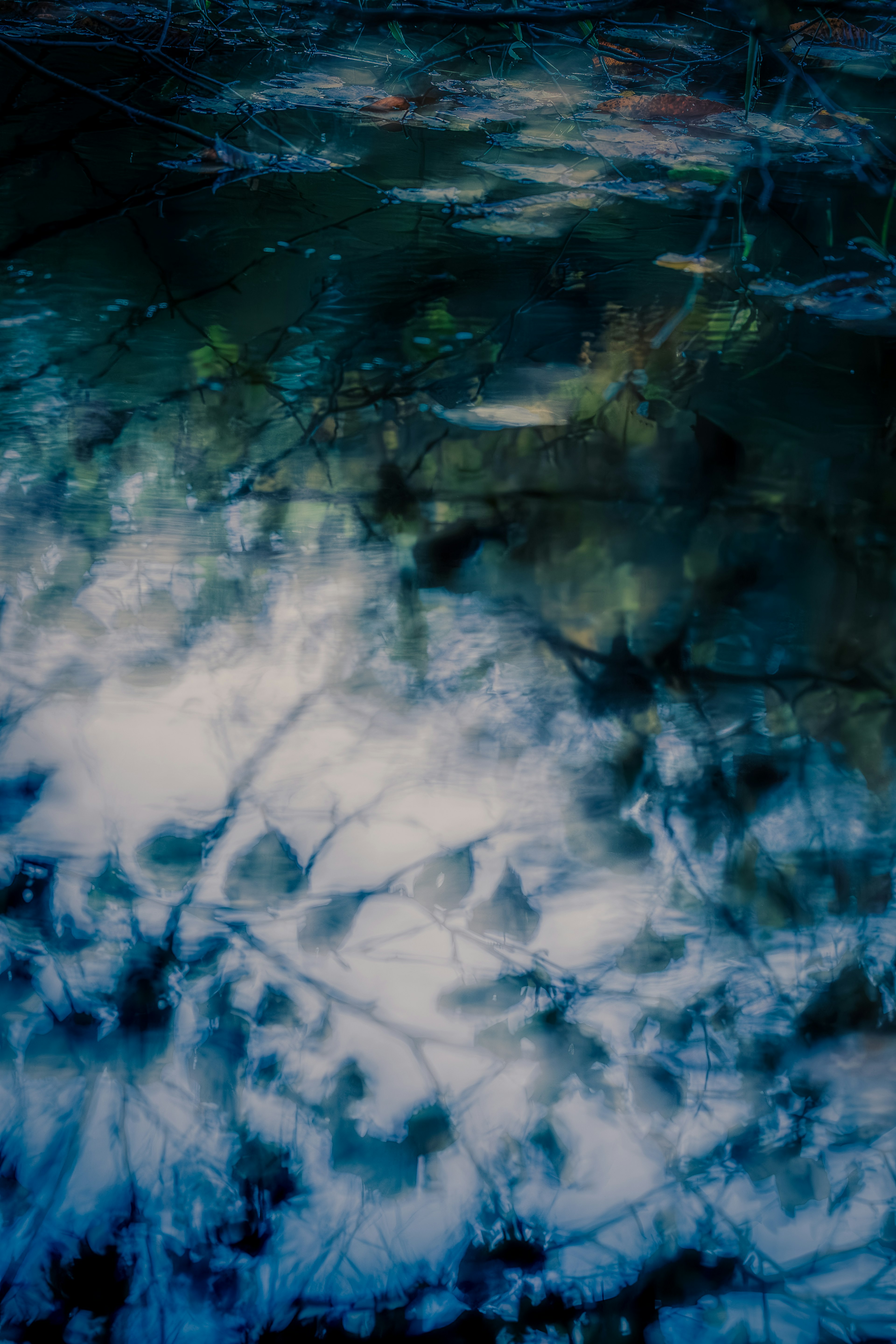 Reflexion von blauen Schatten und Pflanzenauschnitten auf der Wasseroberfläche