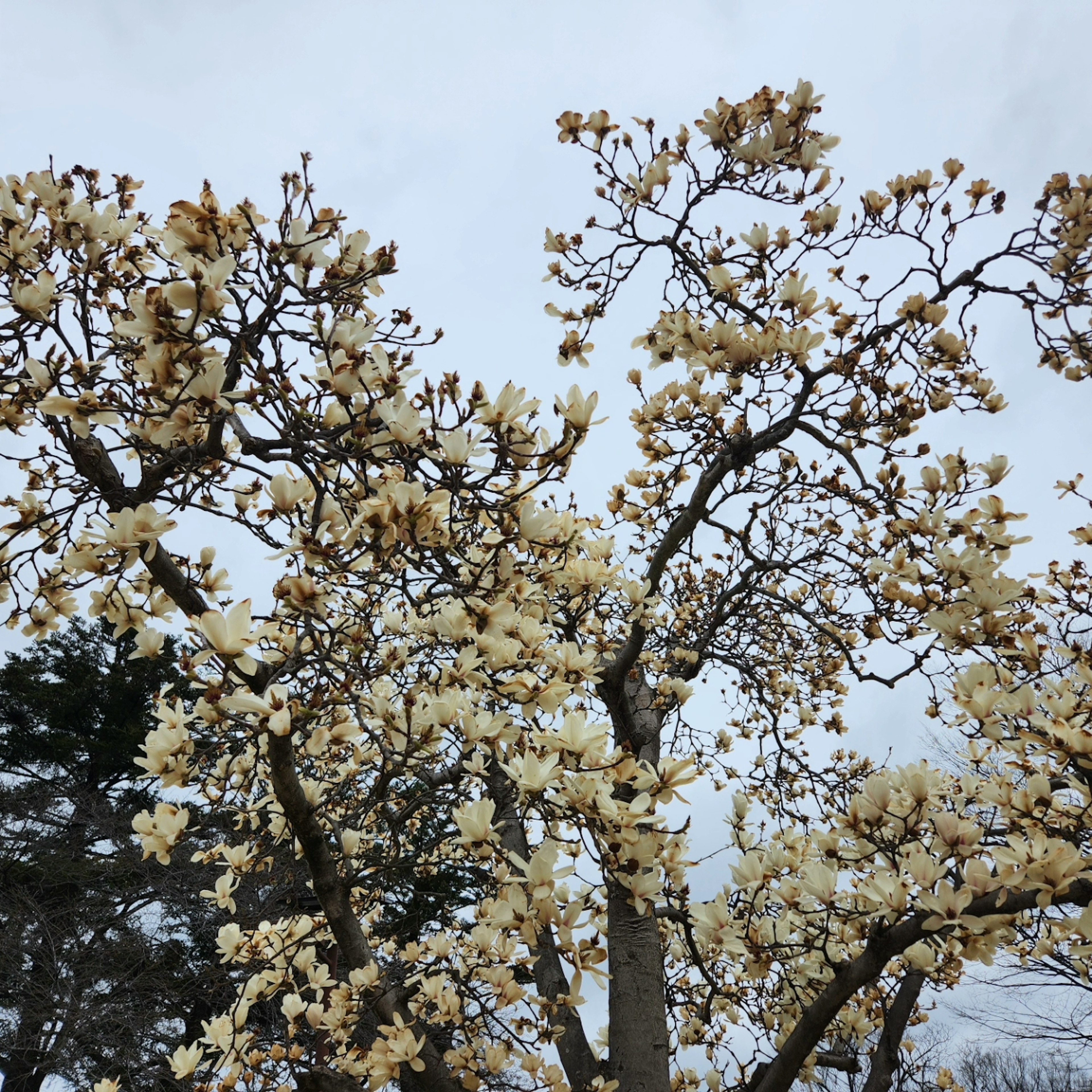 淡い黄色の花をつけた木の枝が青空を背景に広がっている