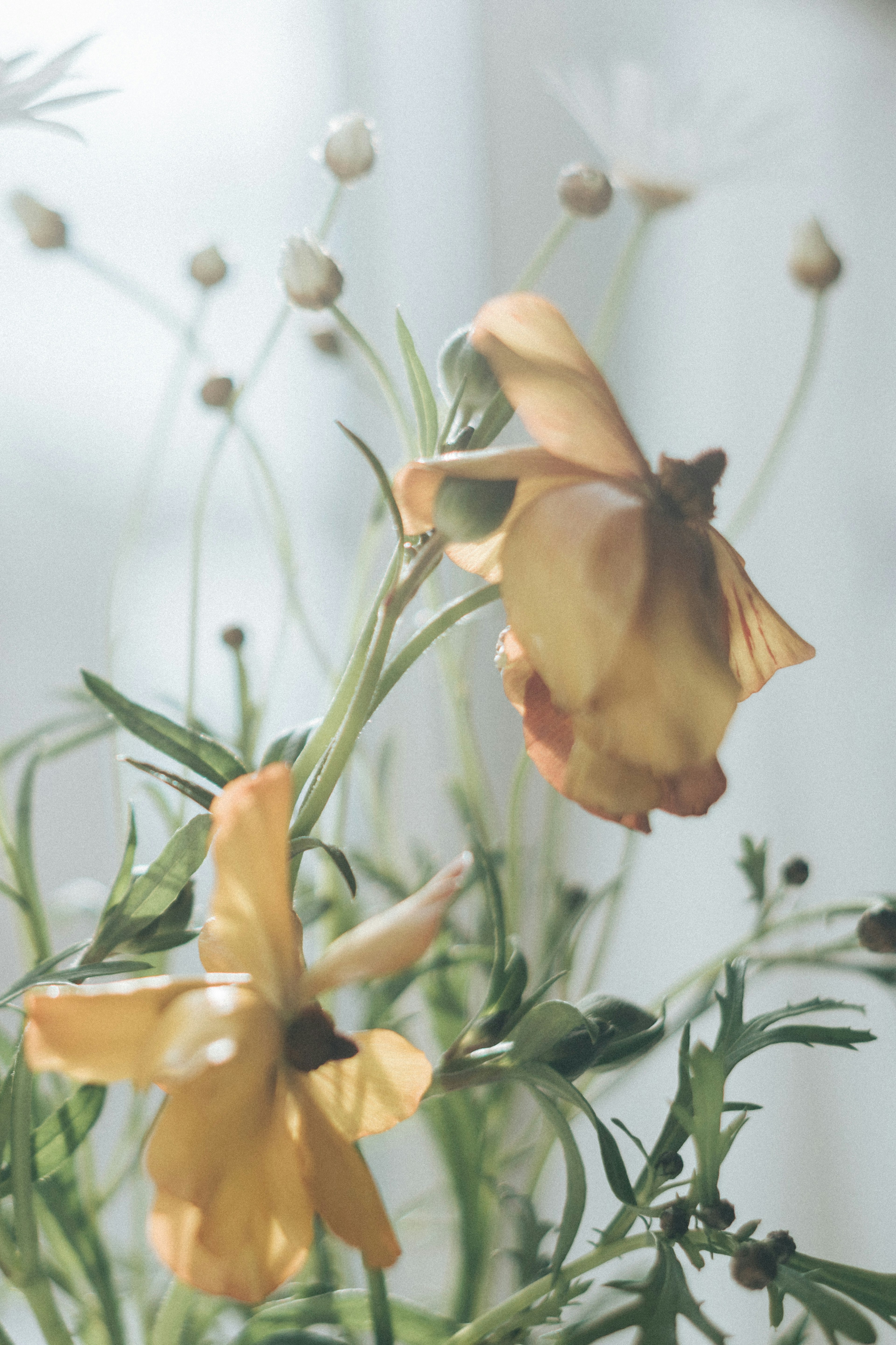 Image douce de fleurs pâles recevant de la lumière