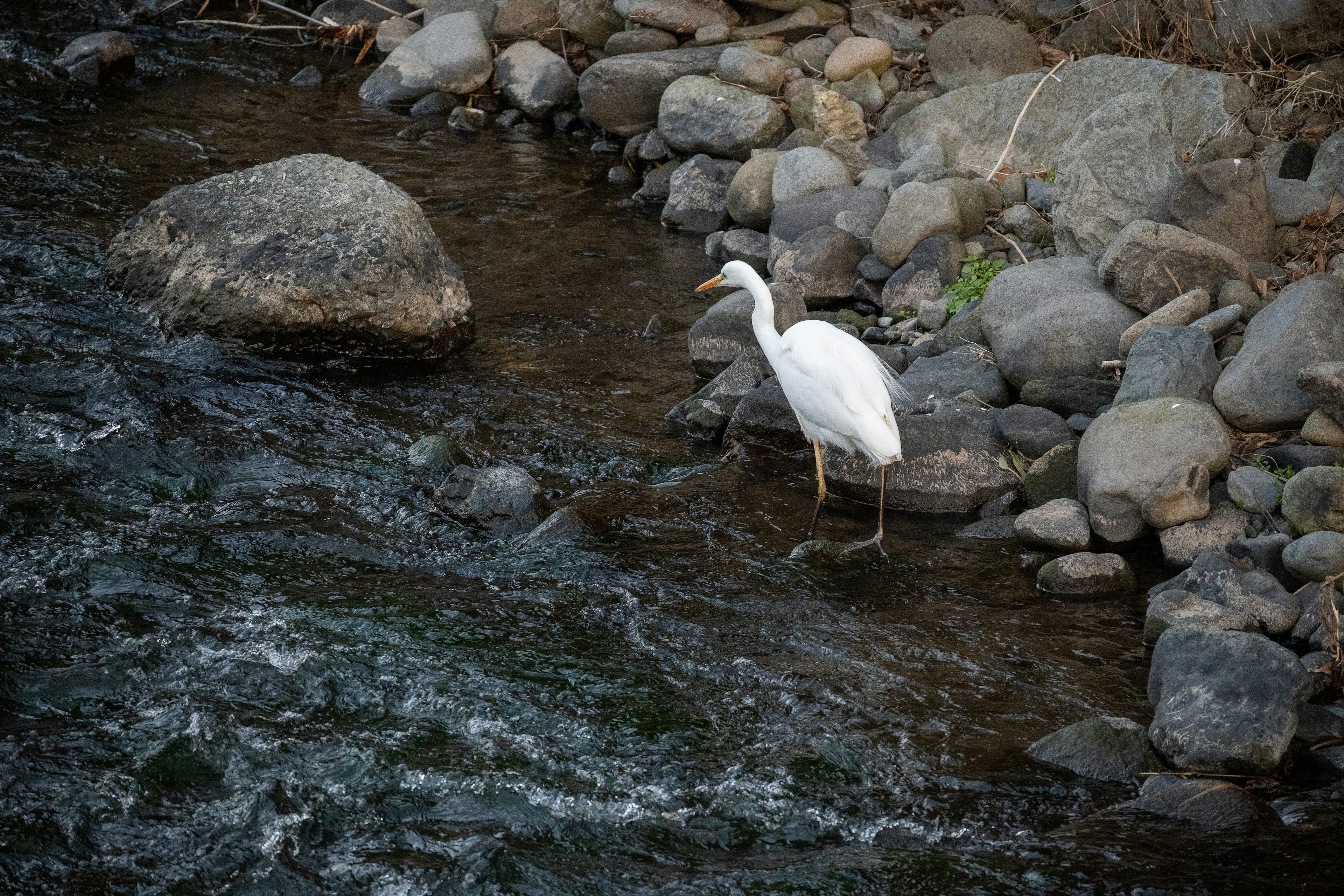 Un airone bianco in piedi su una riva di fiume rocciosa