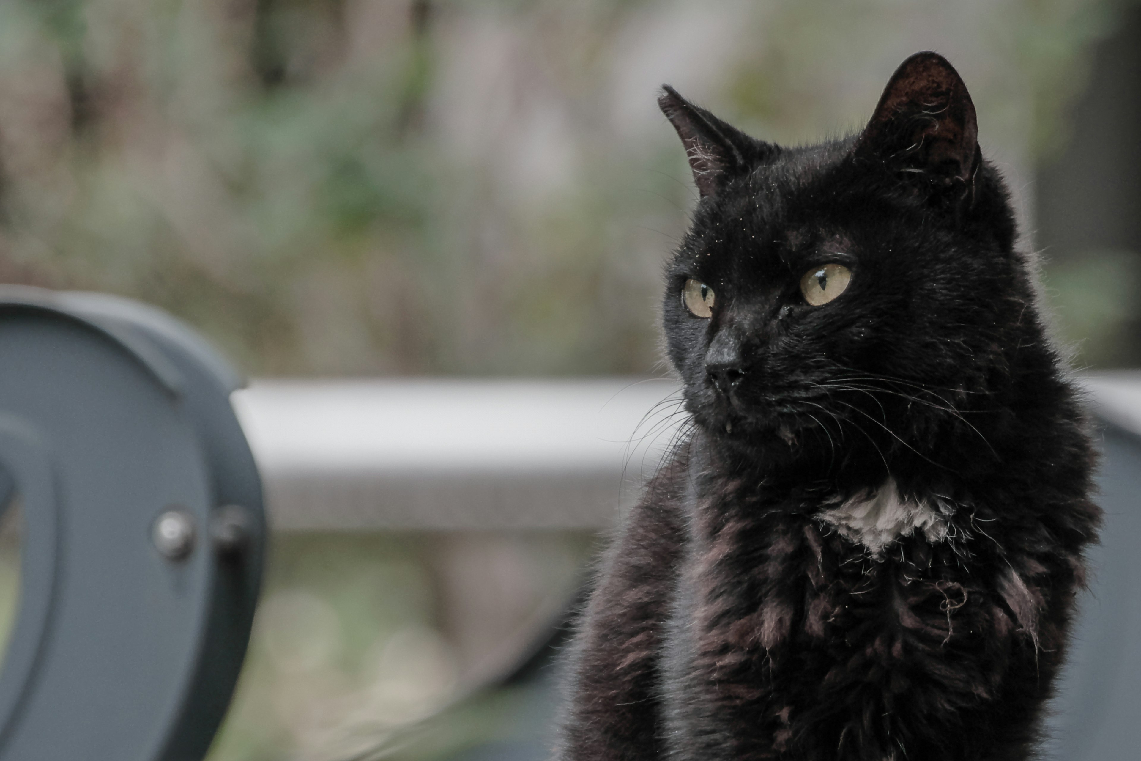 Seekor kucing hitam duduk di luar dengan ekspresi fokus