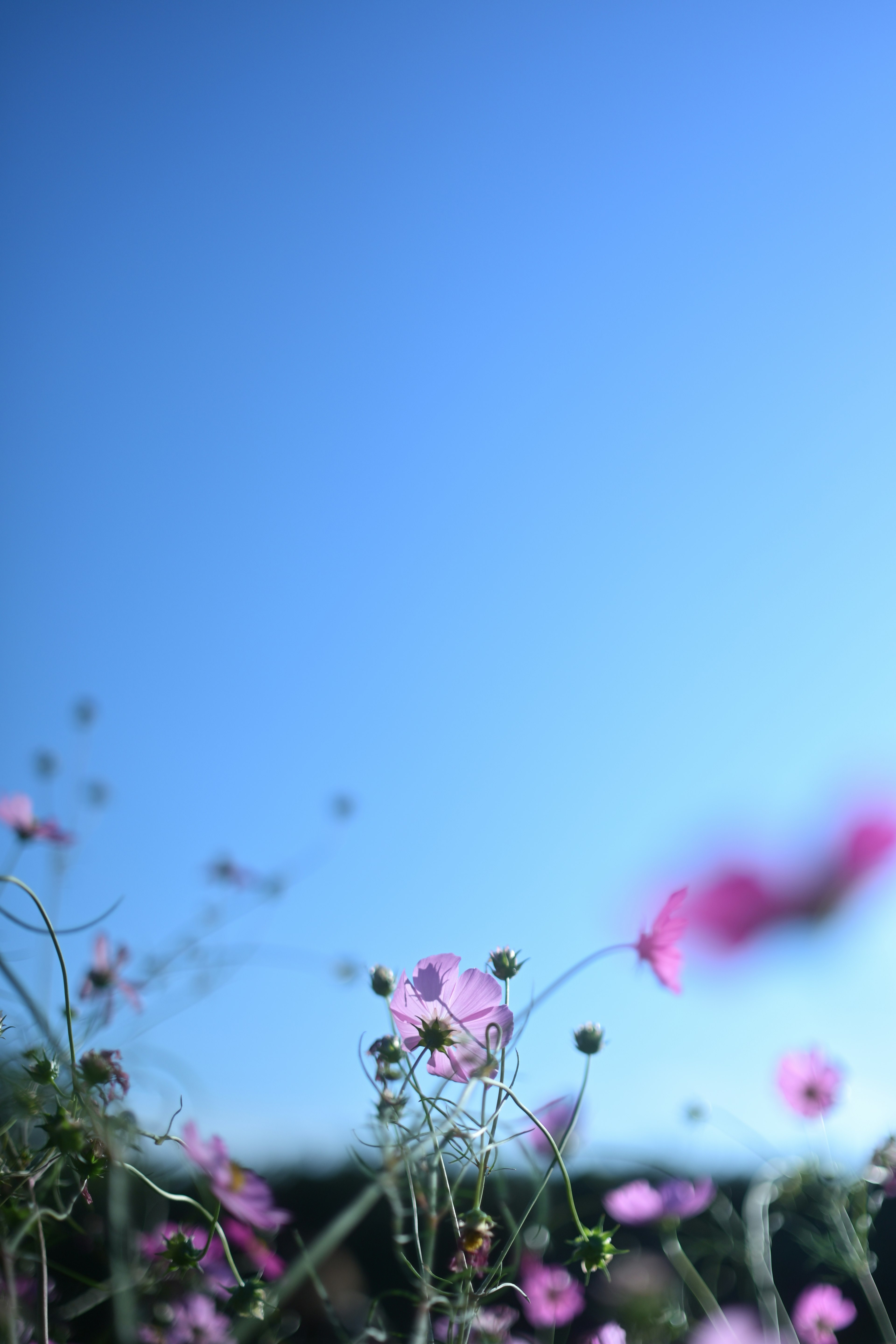 Flores rosas delicadas con tallos verdes contra un cielo azul claro