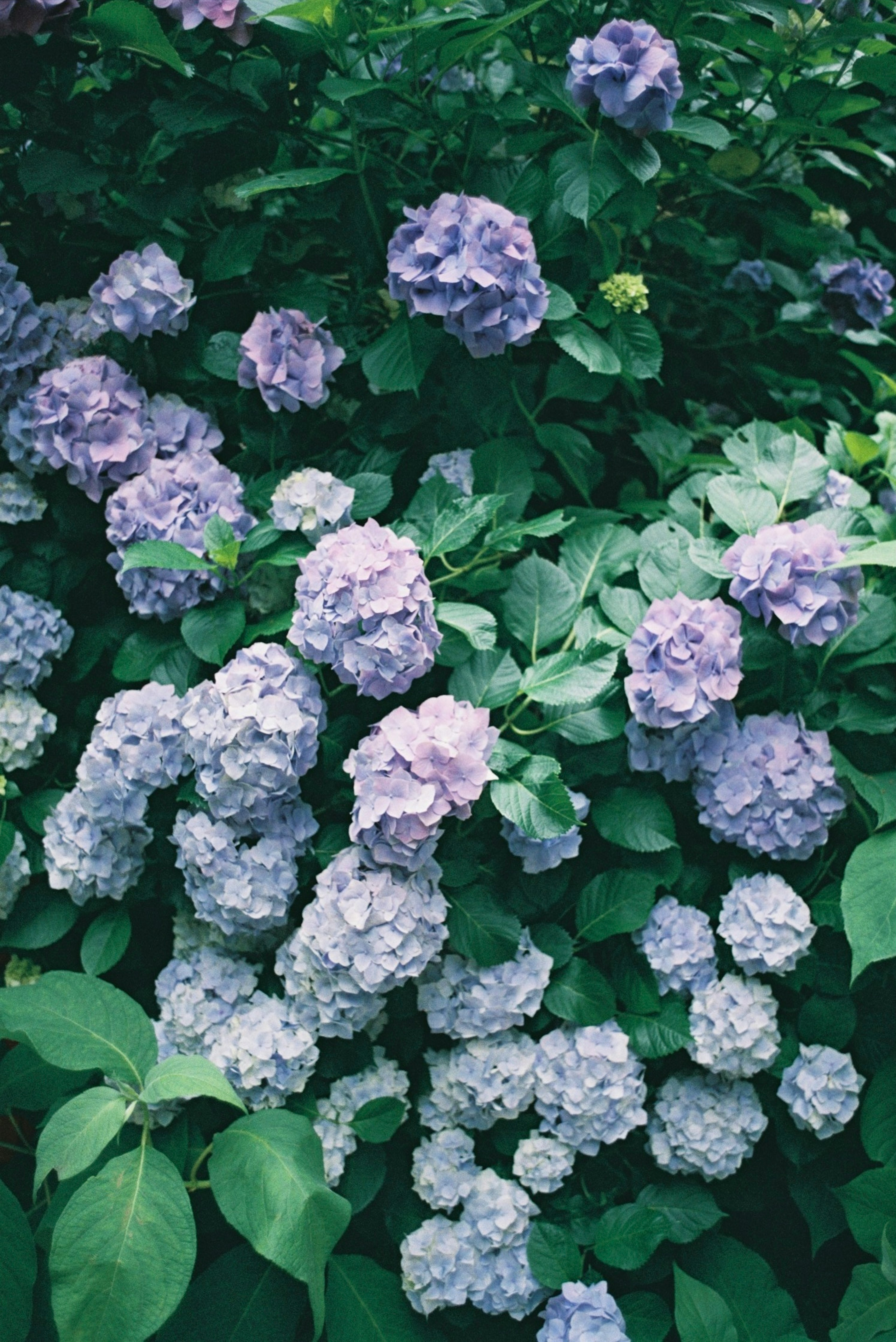 A vibrant display of hydrangeas in shades of purple surrounded by lush green leaves