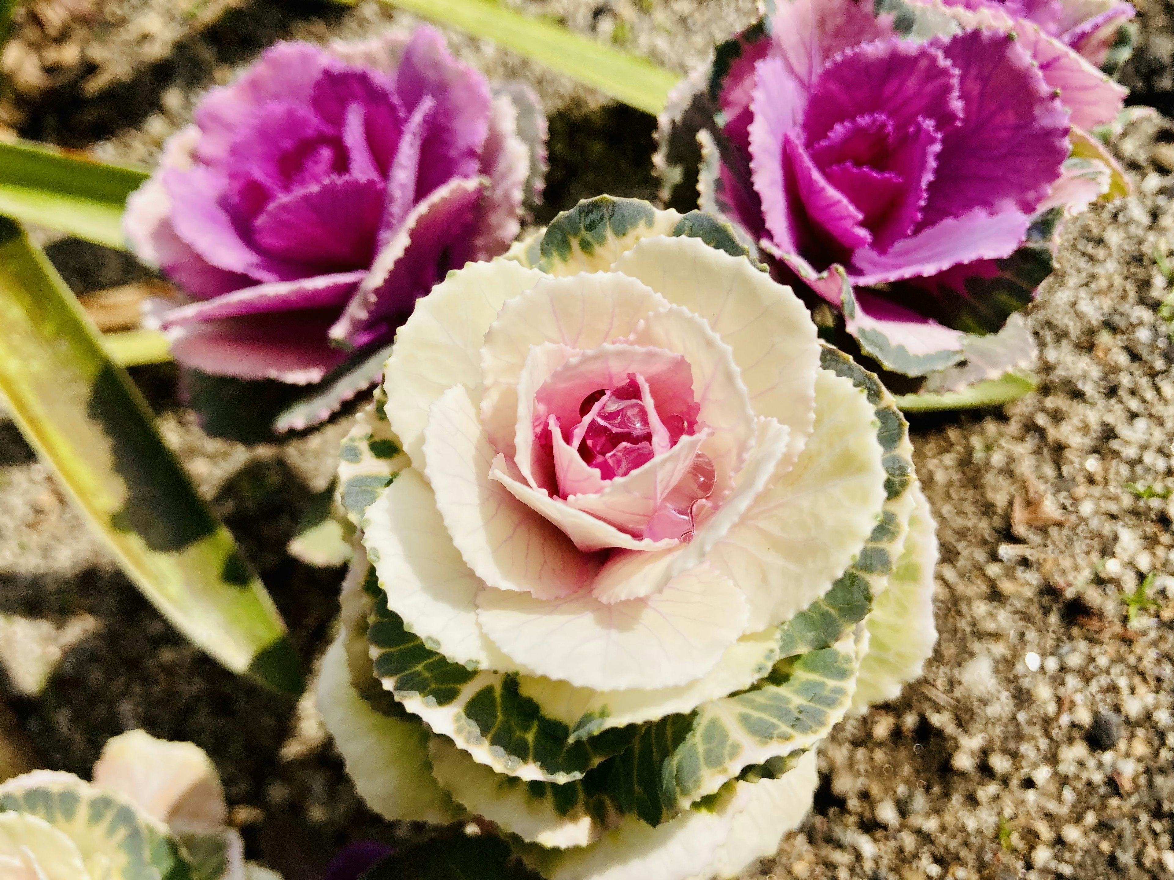 Colorful ornamental cabbage flowers blooming on sand