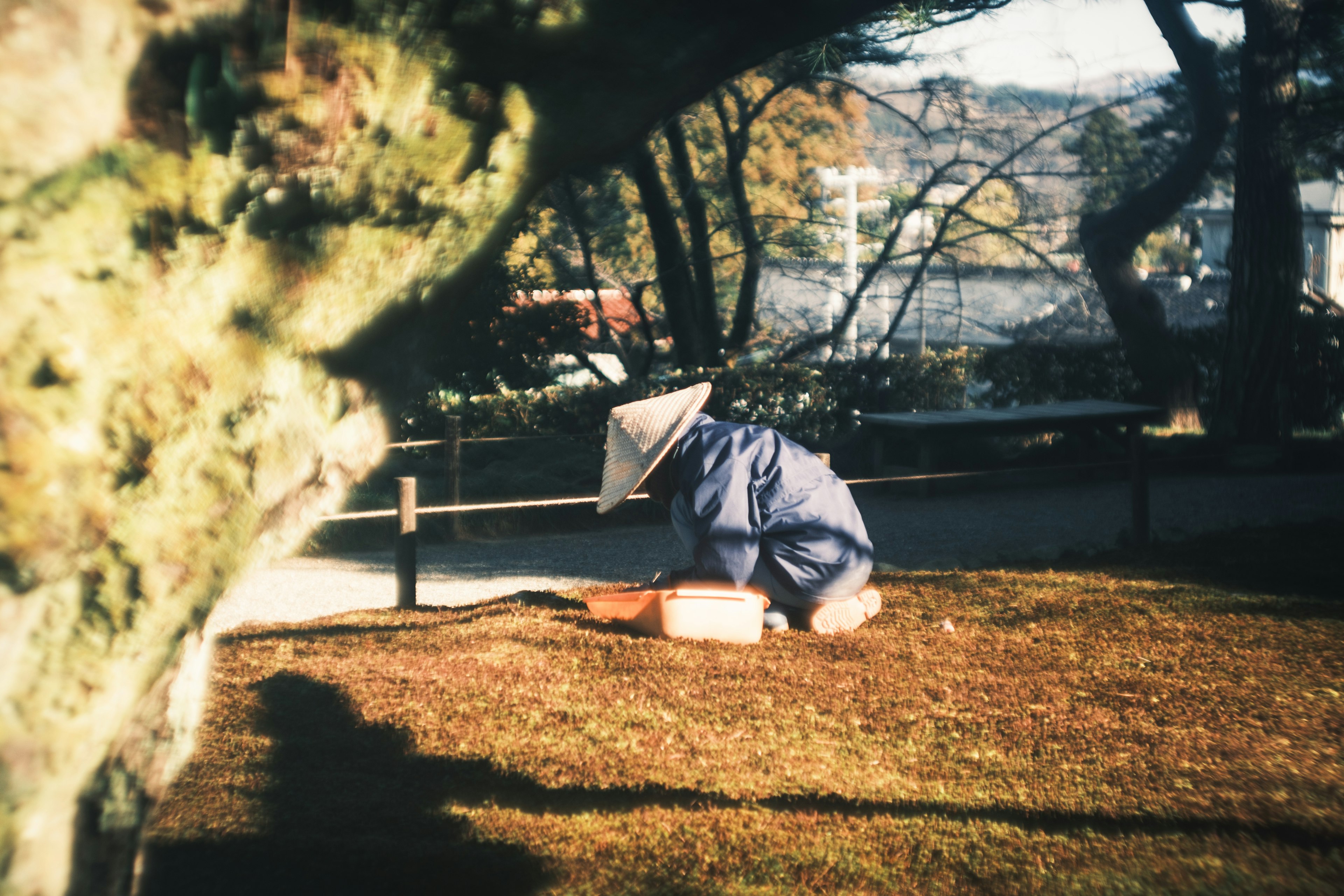 Persona cuidando el césped bajo un árbol