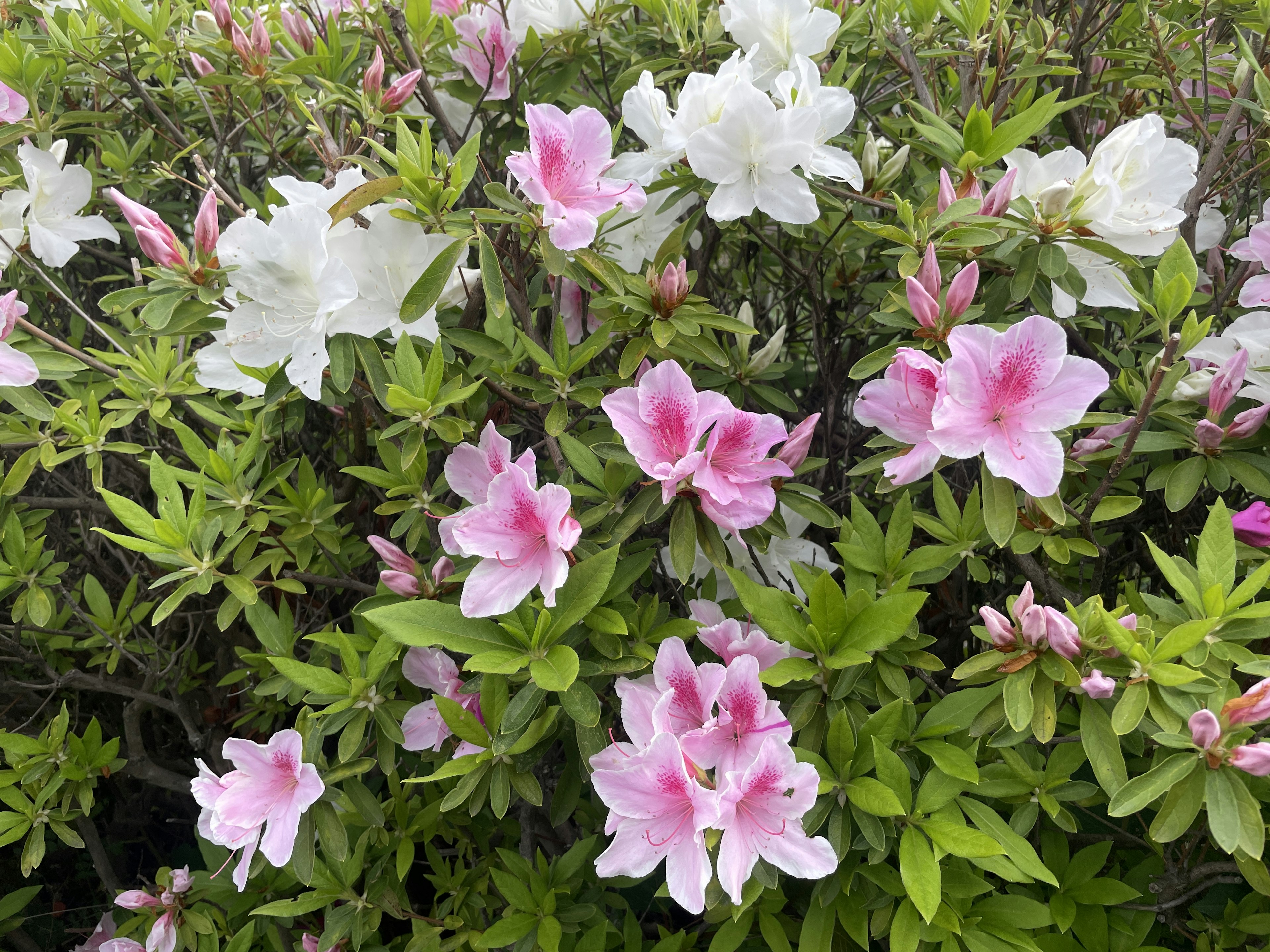 Bunte Azaleenblüten blühen im üppigen grünen Laub