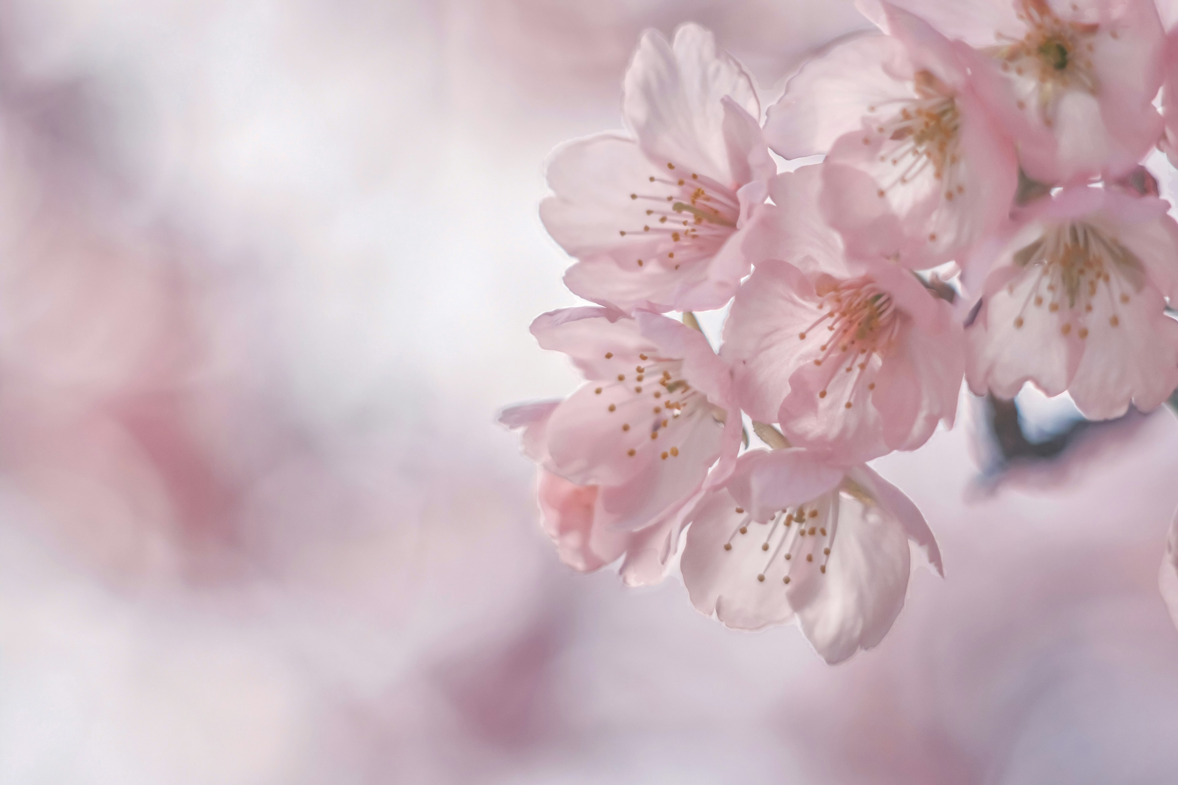 Hermosa foto de flores de cerezo en colores rosa suave