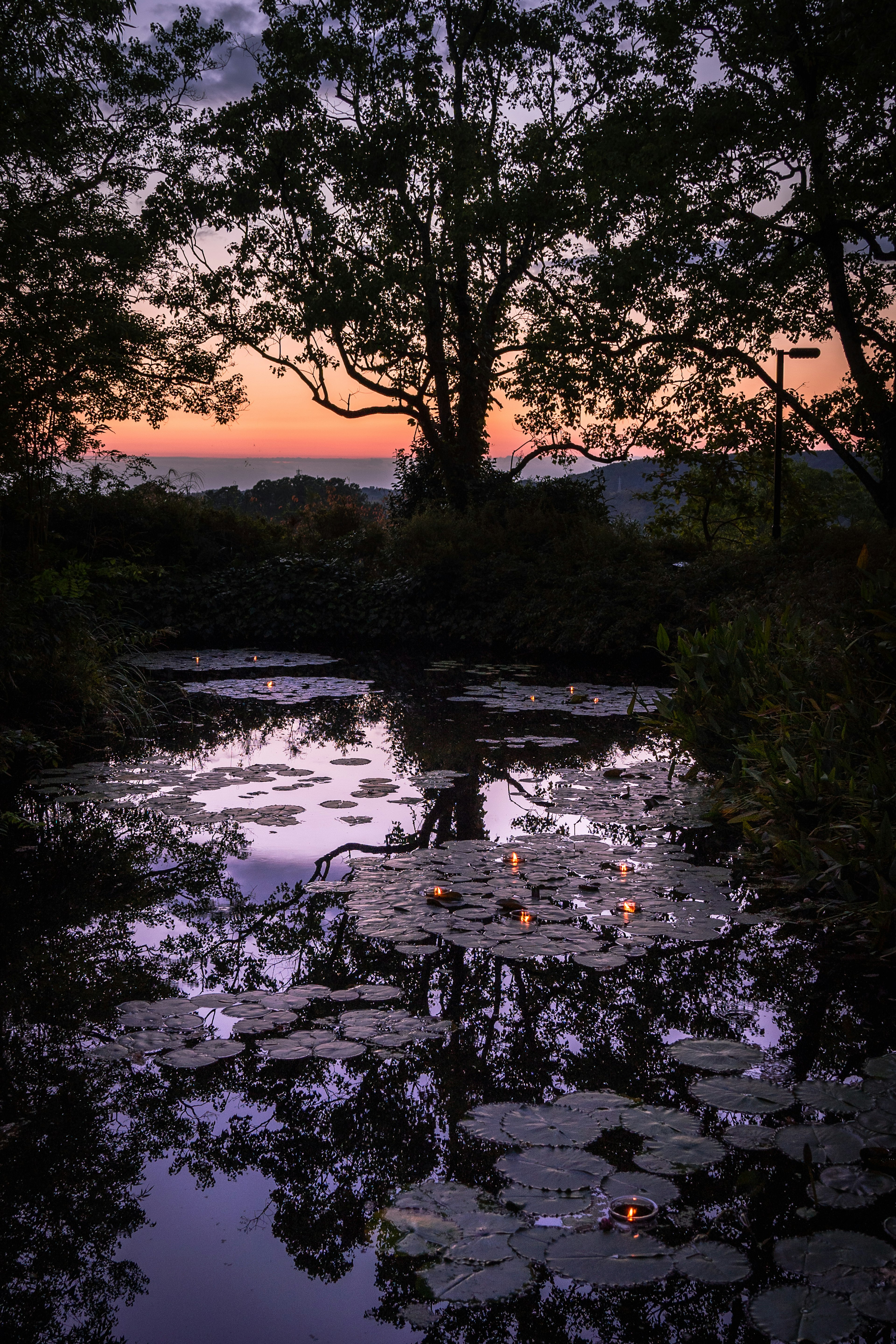 Schöner Sonnenuntergang mit Baum-Silhouette, die sich im Wasser und Seerosenblättern spiegelt