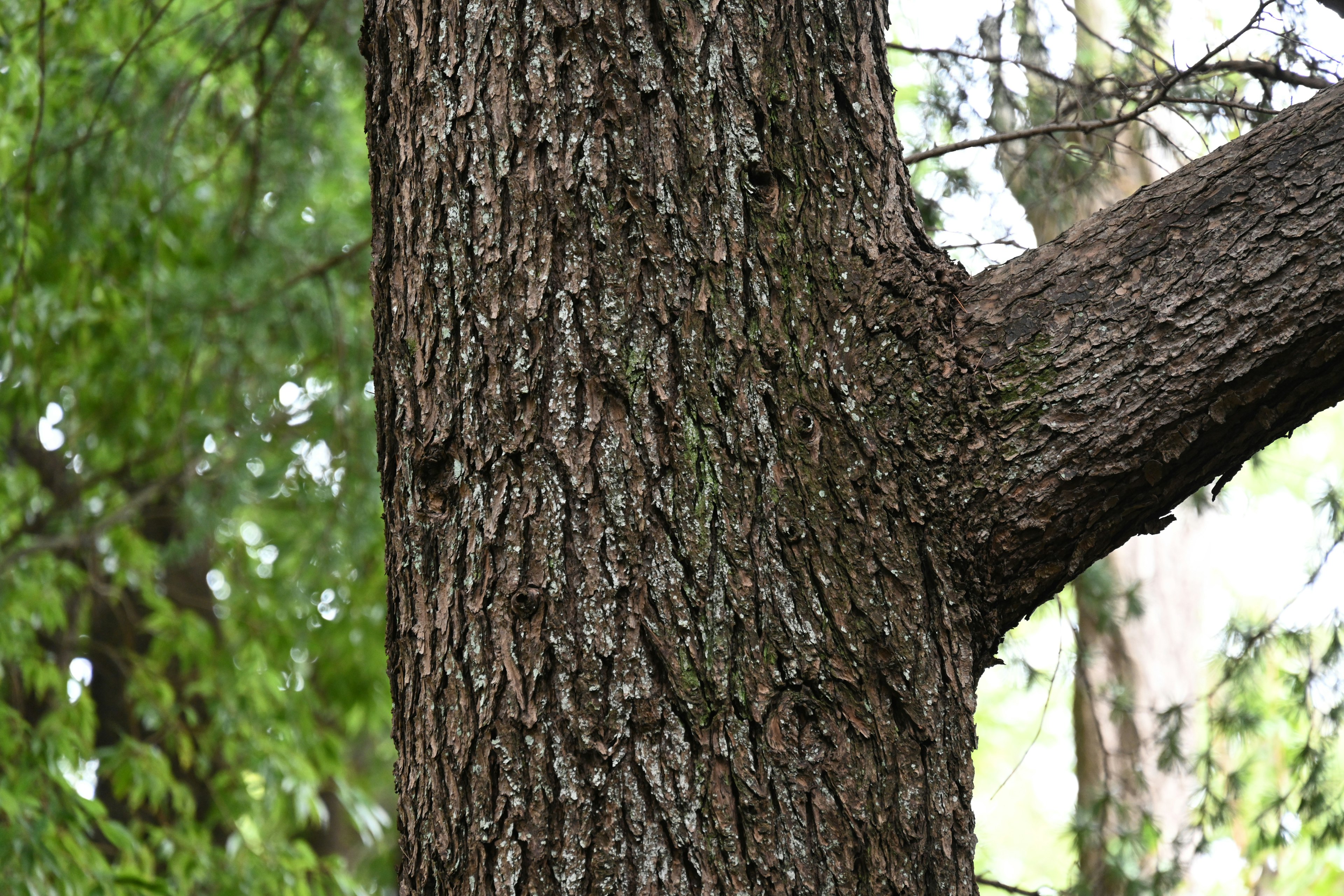 Primer plano del tronco de un árbol con textura de corteza y ramas visibles