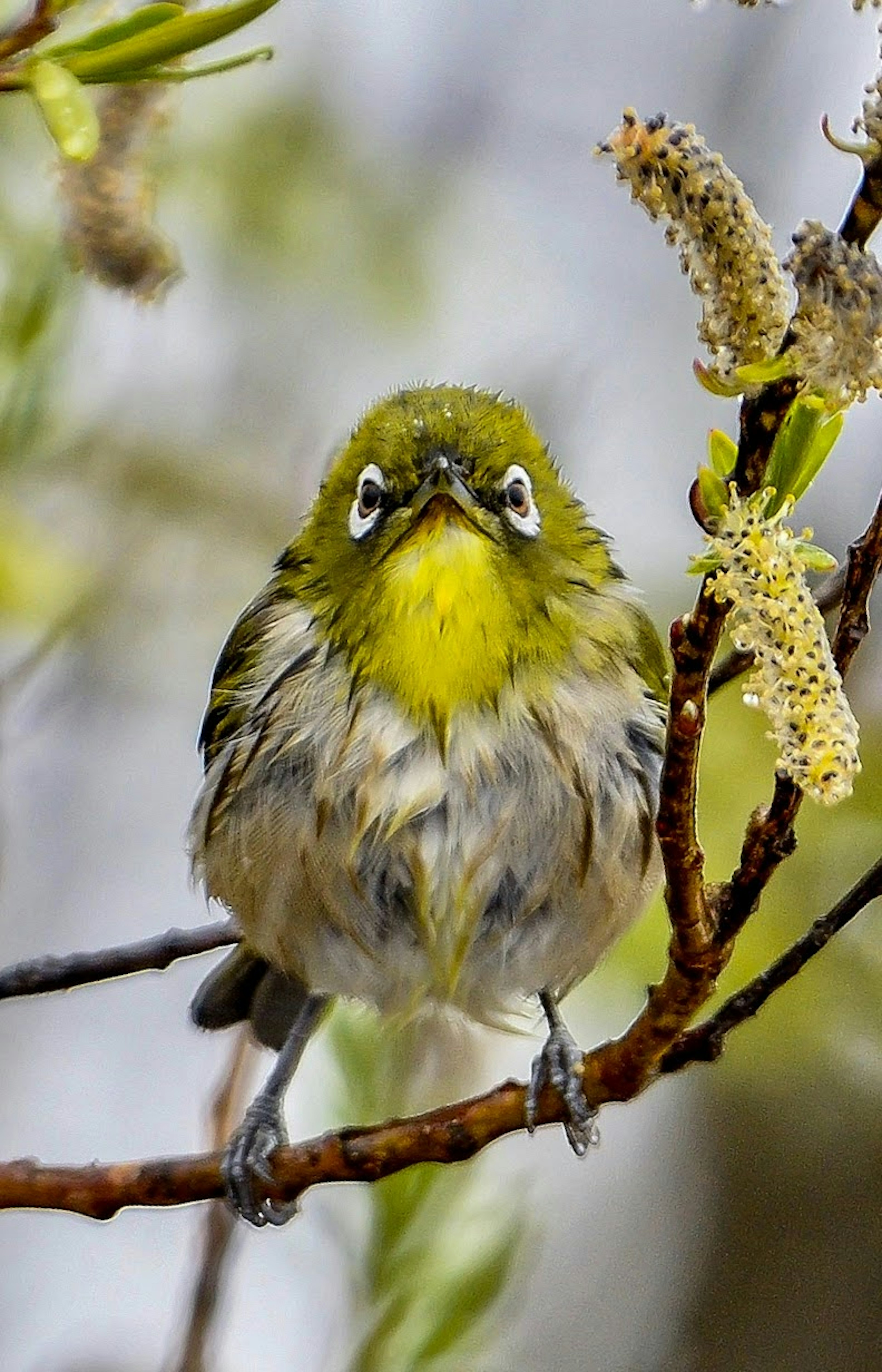 Un petit oiseau perché sur une branche avec une tête et une poitrine jaunes vives et des yeux distinctifs