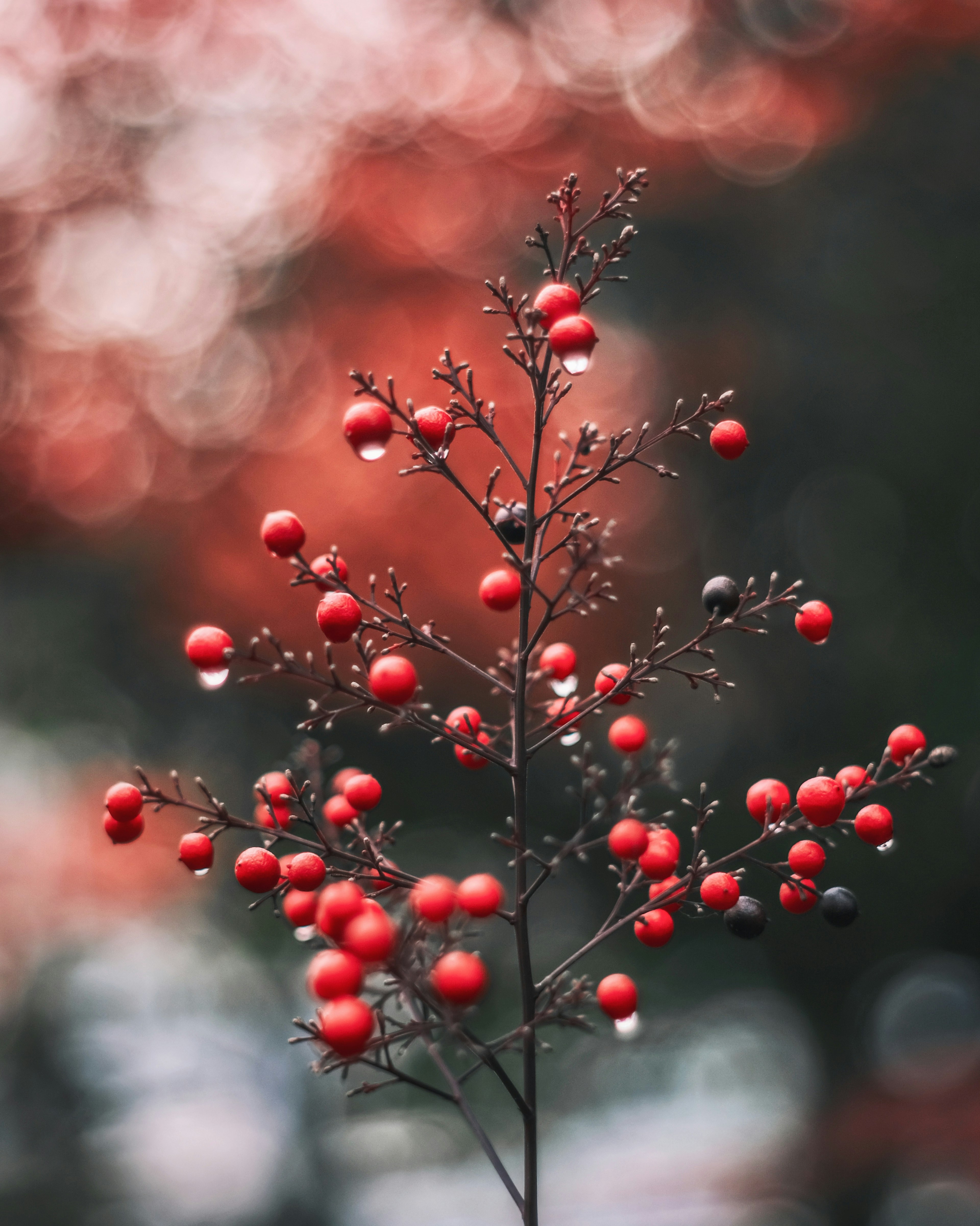 Une branche fine avec des baies rouges sur un fond flou de nuances rouges et vertes