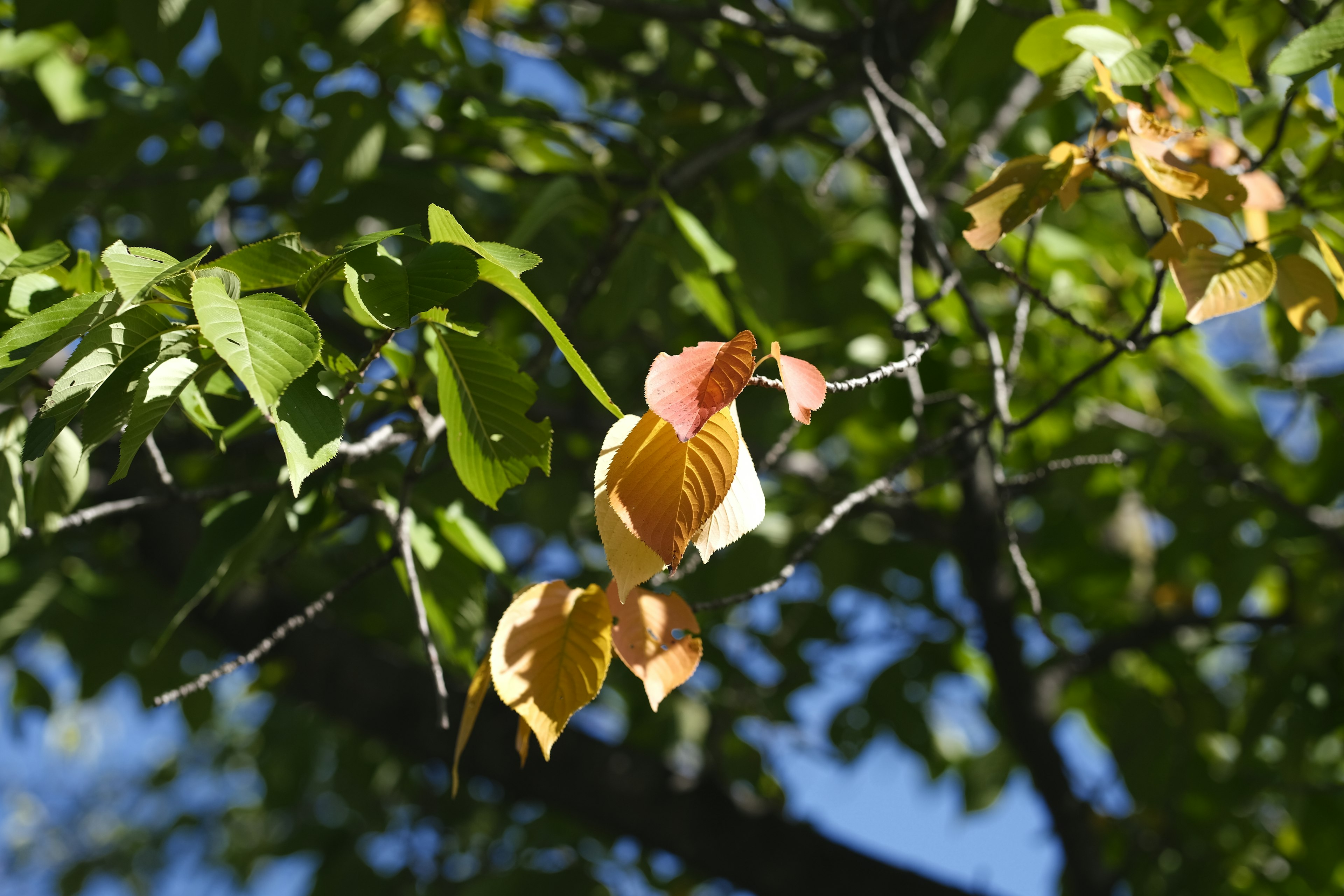 Image d'une branche d'arbre avec un mélange de feuilles vertes et jaunes