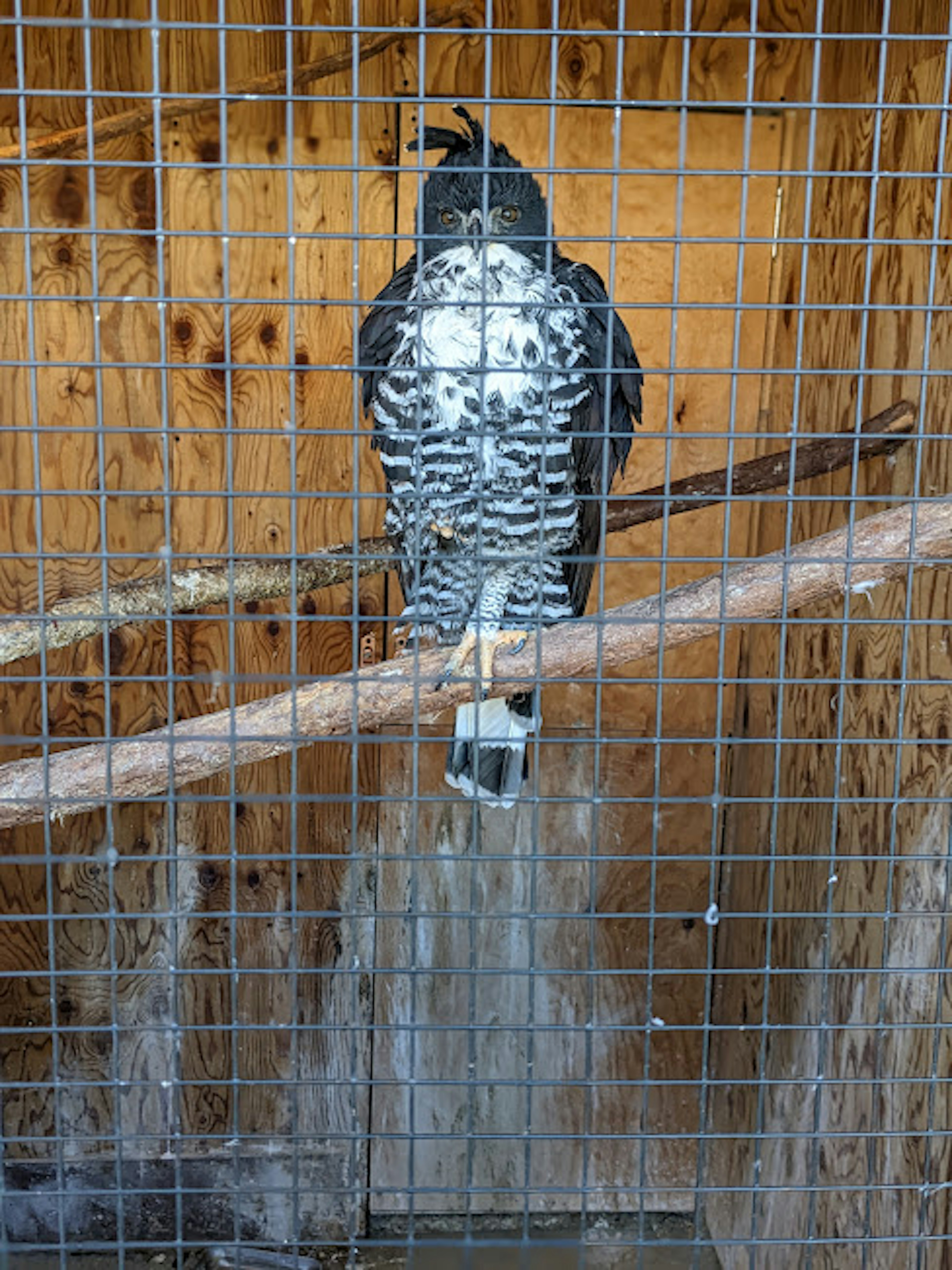 Un falco bianco e nero appollaiato su un ramo dentro una gabbia