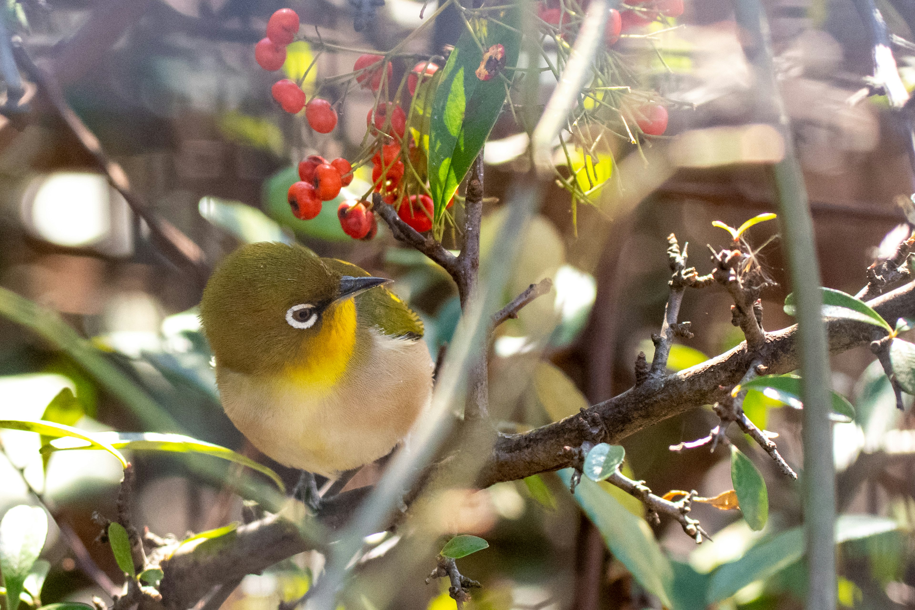 Ein kleiner Vogel, der nahe roten Beeren sitzt