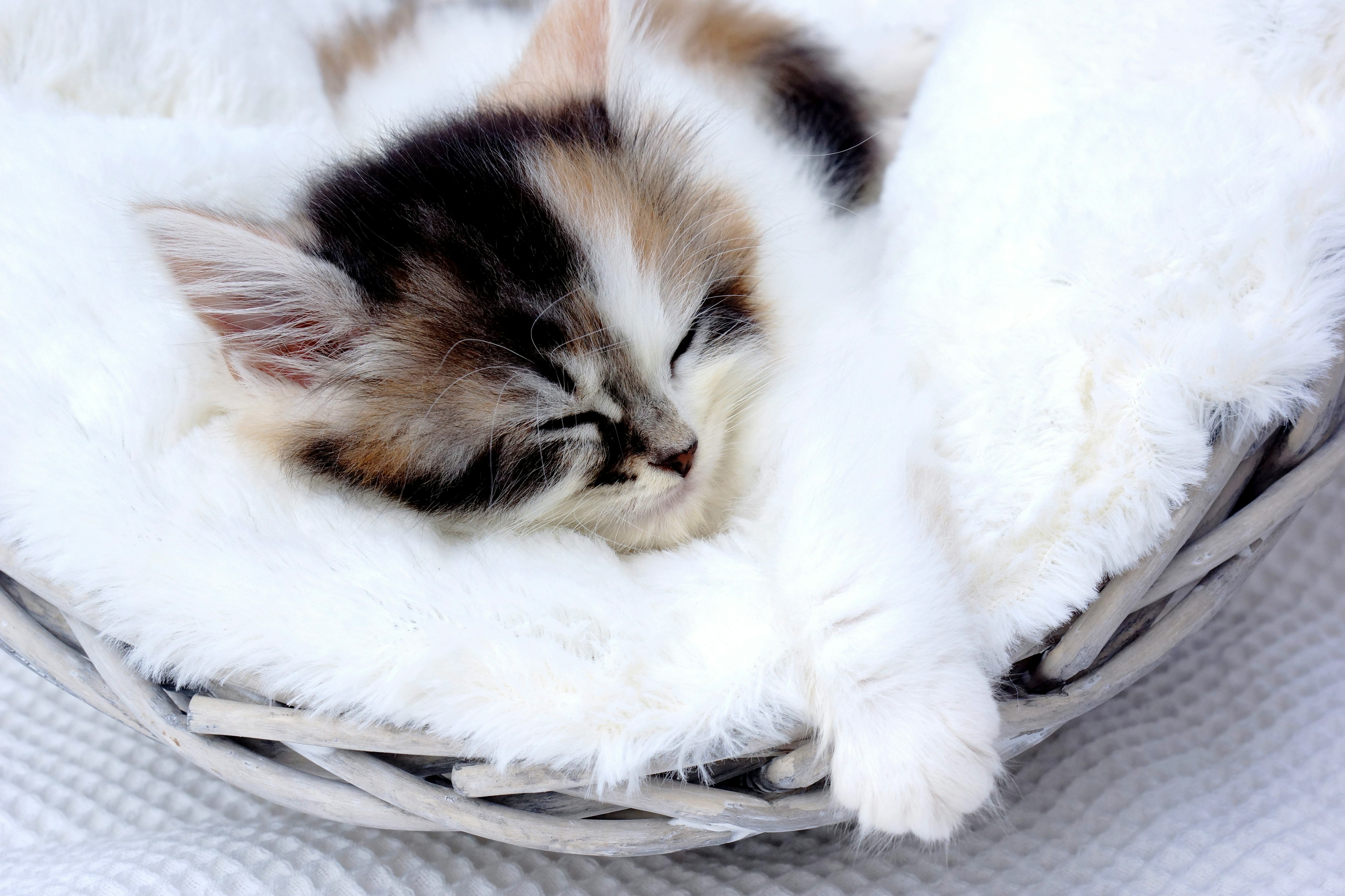 Calico kitten sleeping on a fluffy white blanket