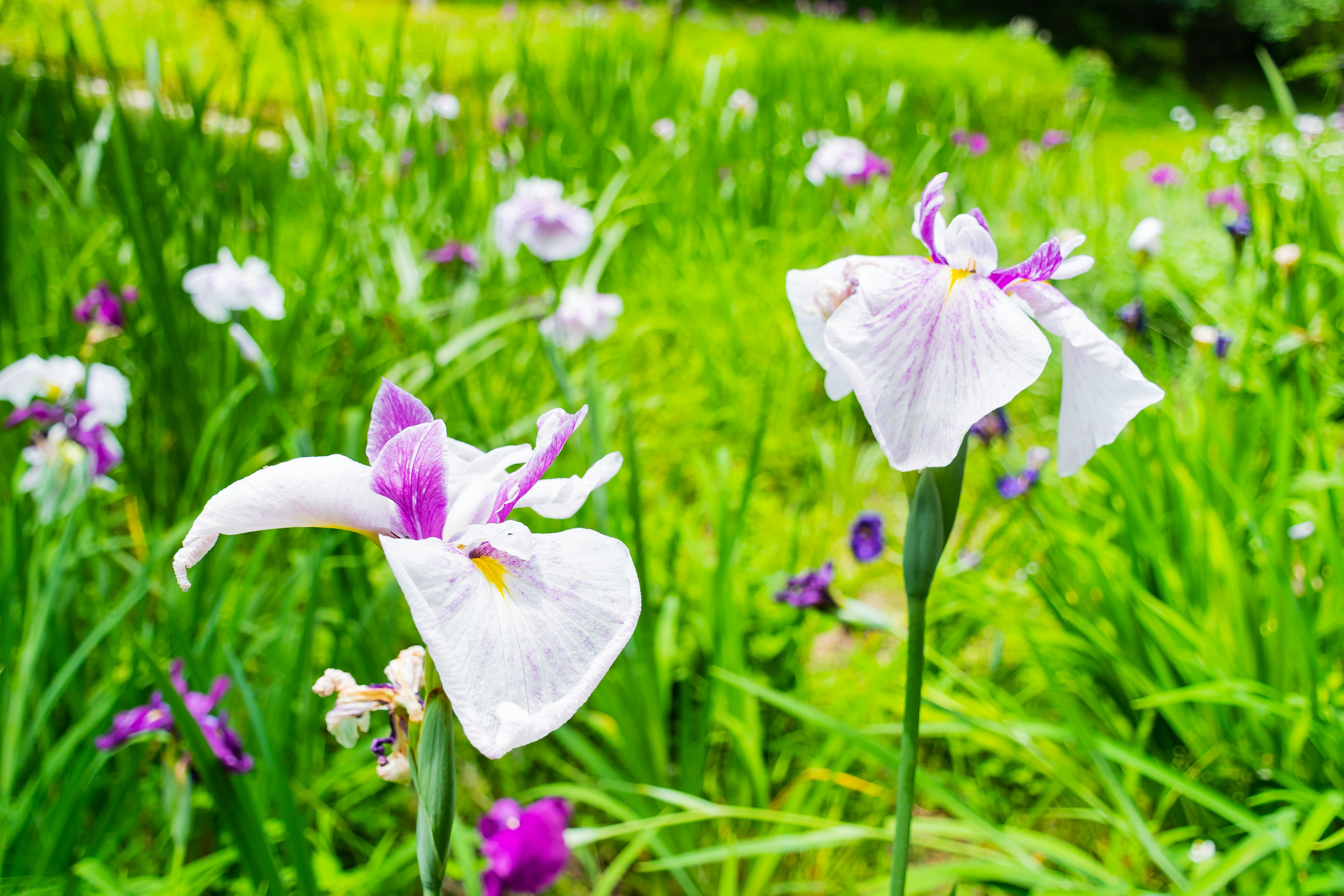 Pemandangan indah dengan bunga putih dan rumput hijau