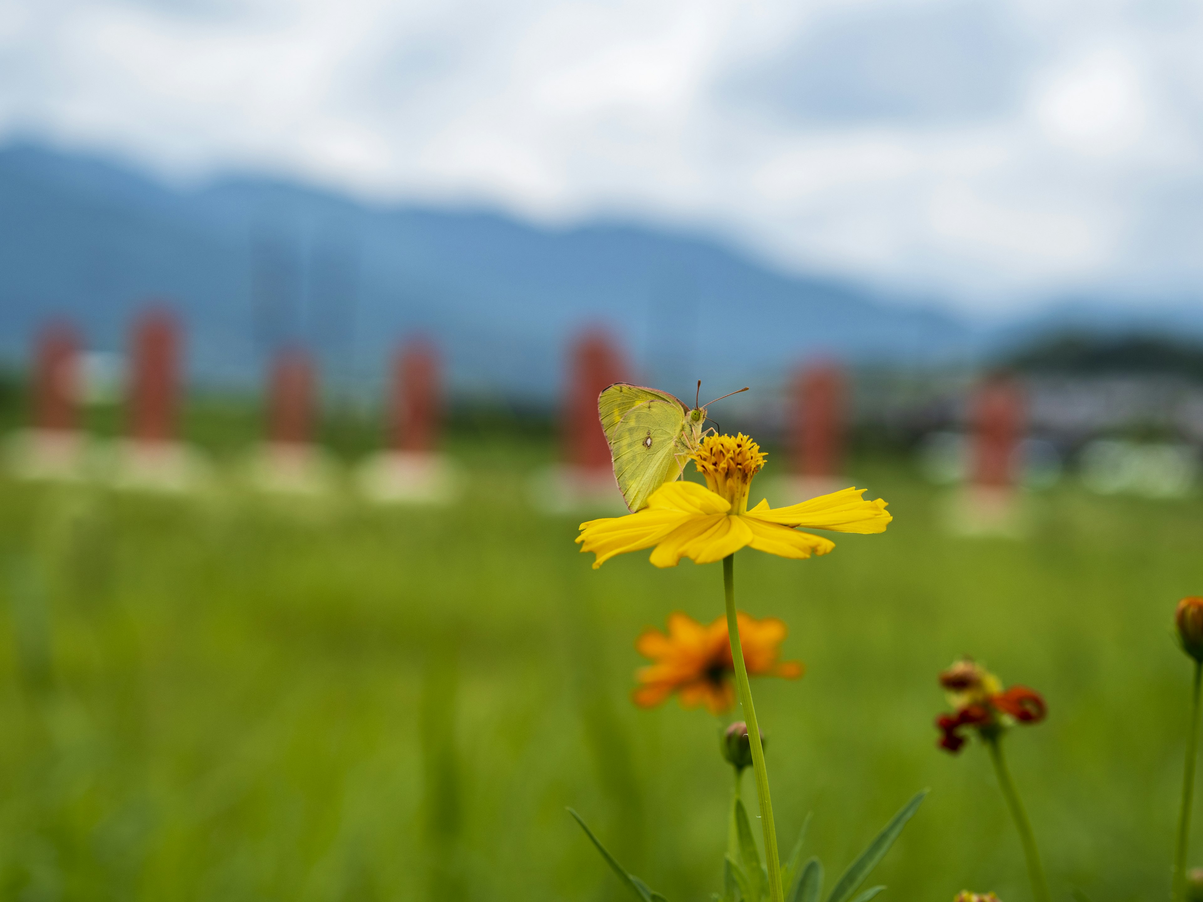 Mariposa posada sobre una flor amarilla con un fondo borroso de hierba verde y montañas