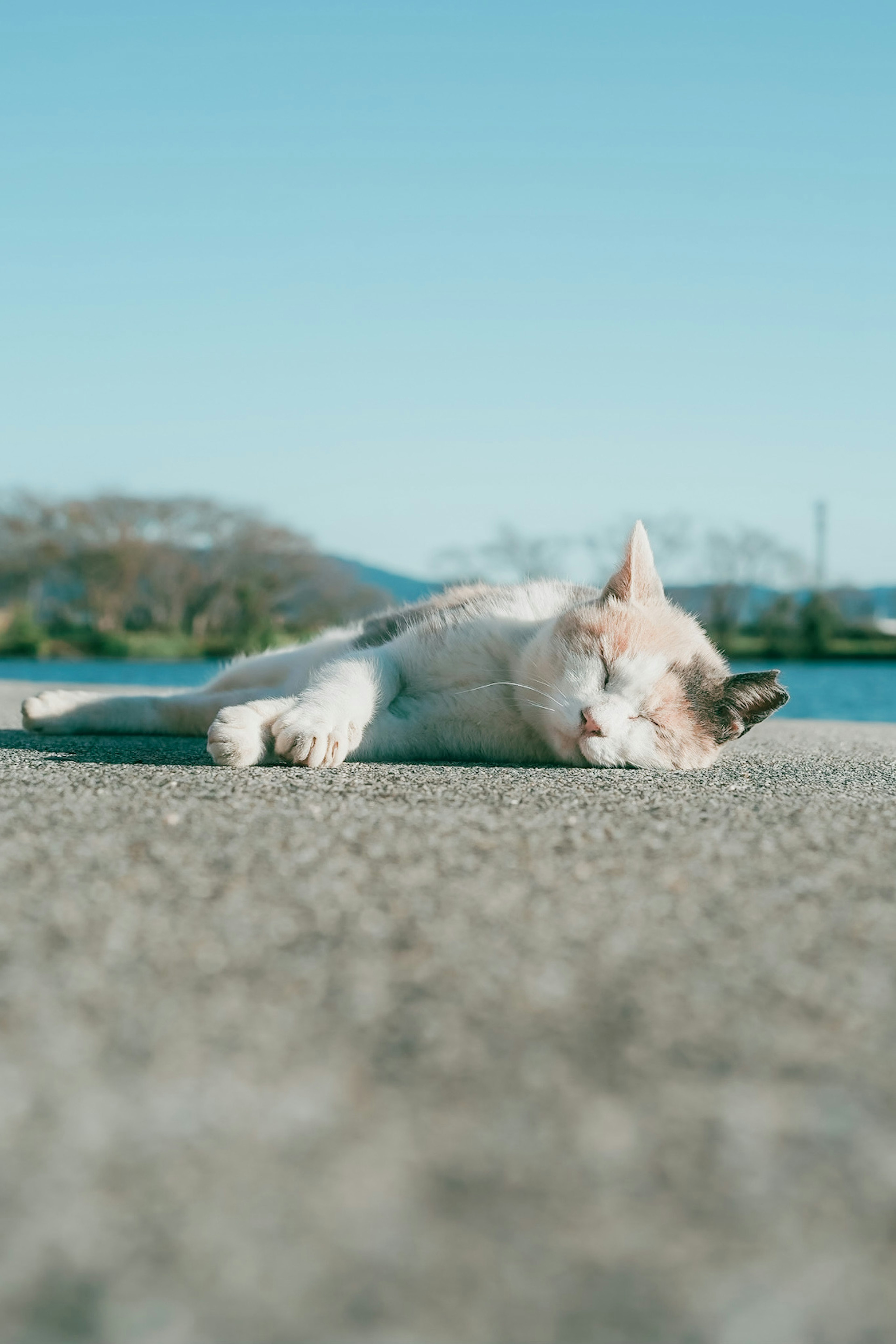 A white cat lying down in the sun by the water