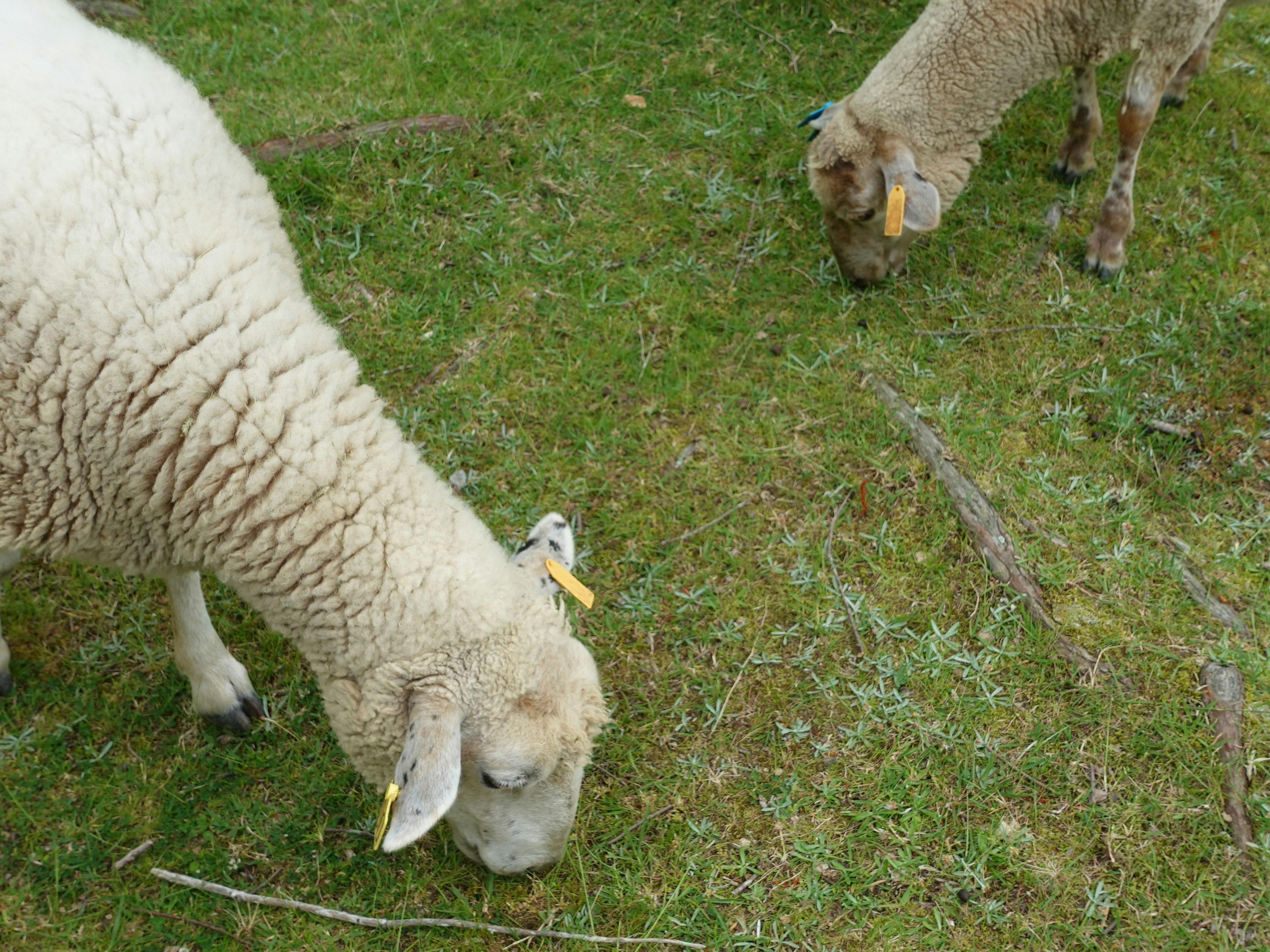 Zwei Schafe grasen auf einer grünen Wiese