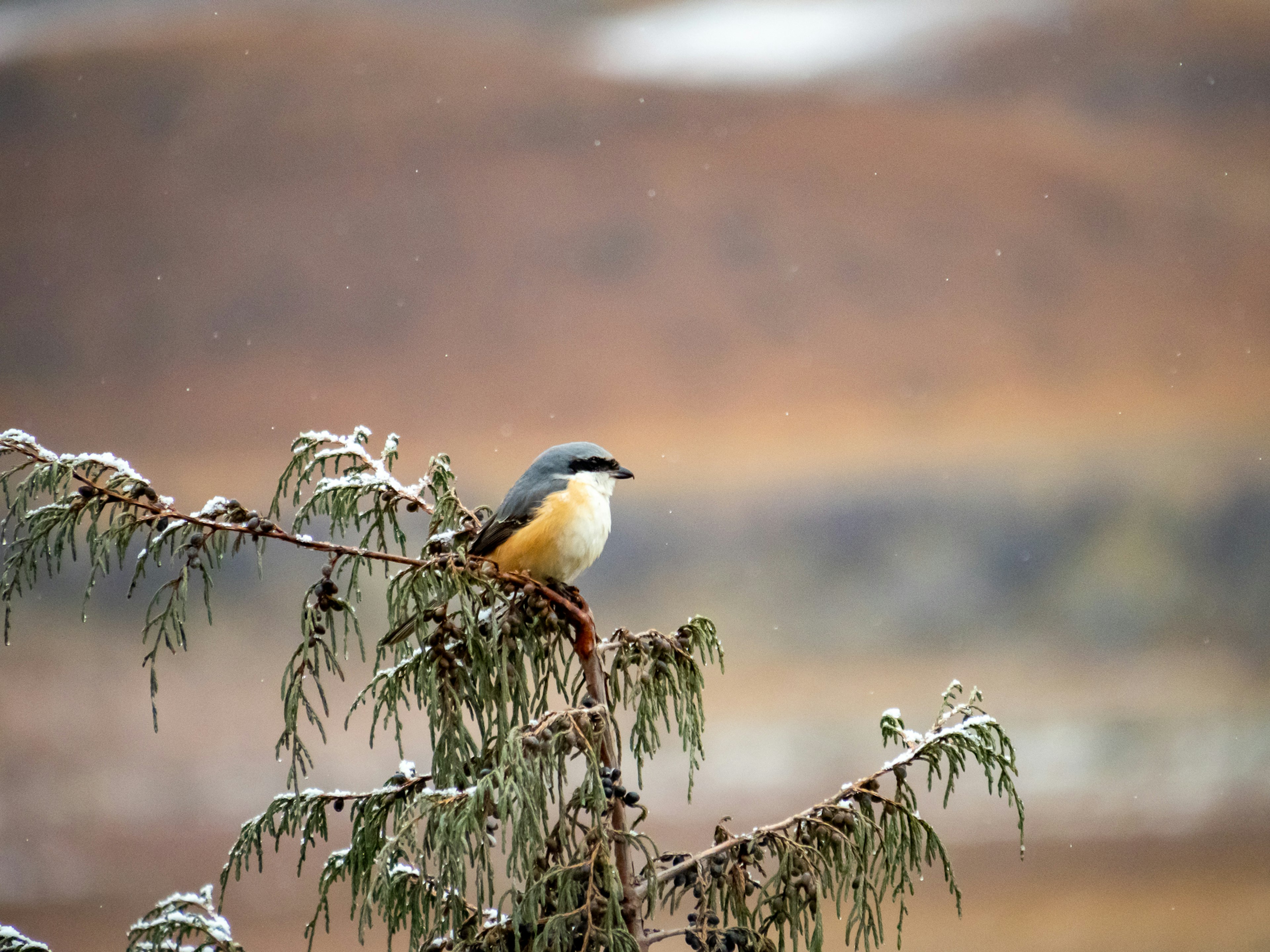 Un pequeño pájaro posado en una rama de árbol cubierta de nieve