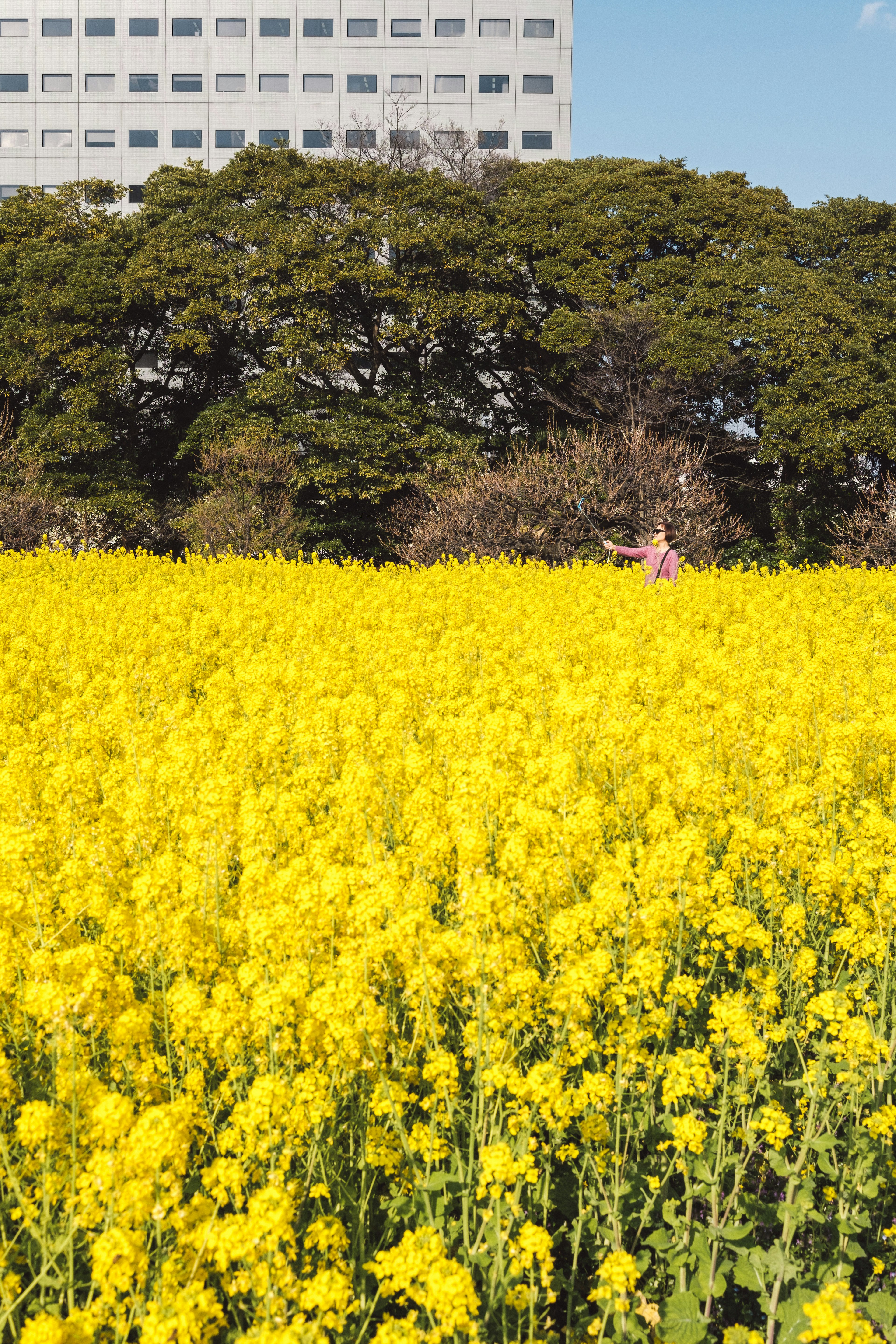 黄色い菜の花の畑と森の背景