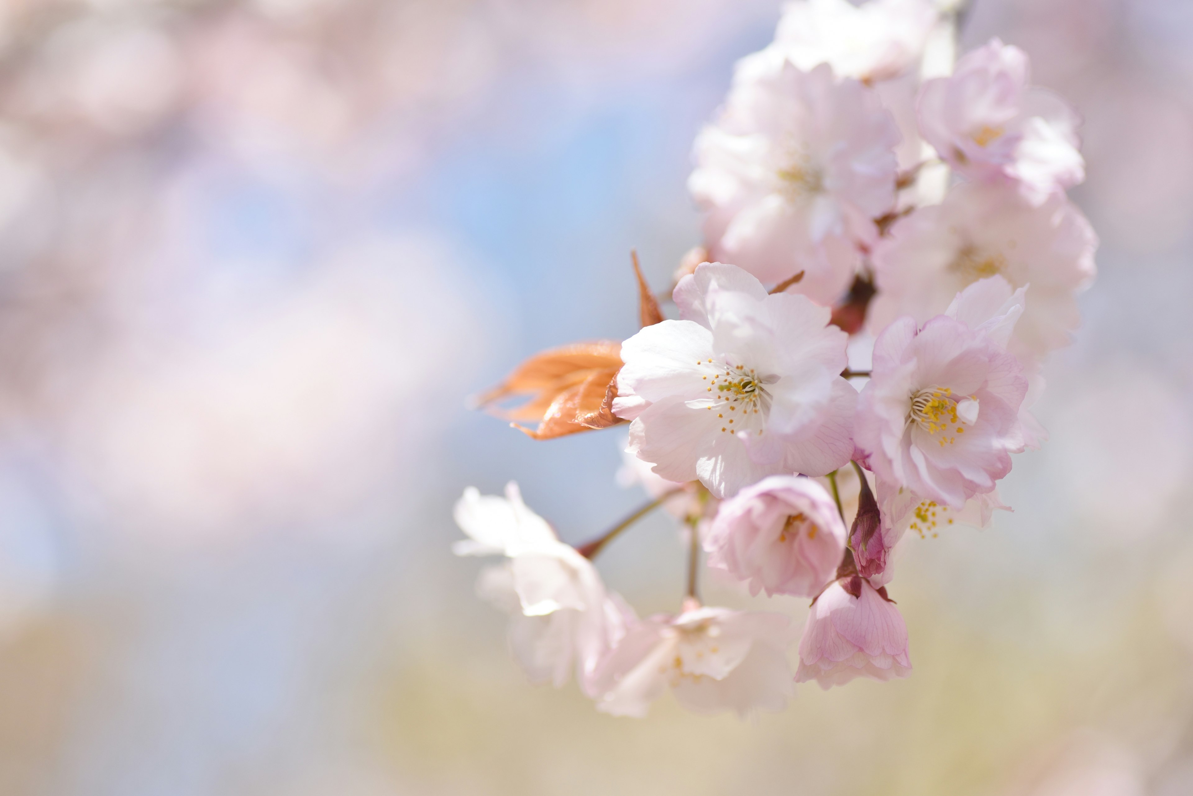 Delicate pink cherry blossoms against a soft blue sky