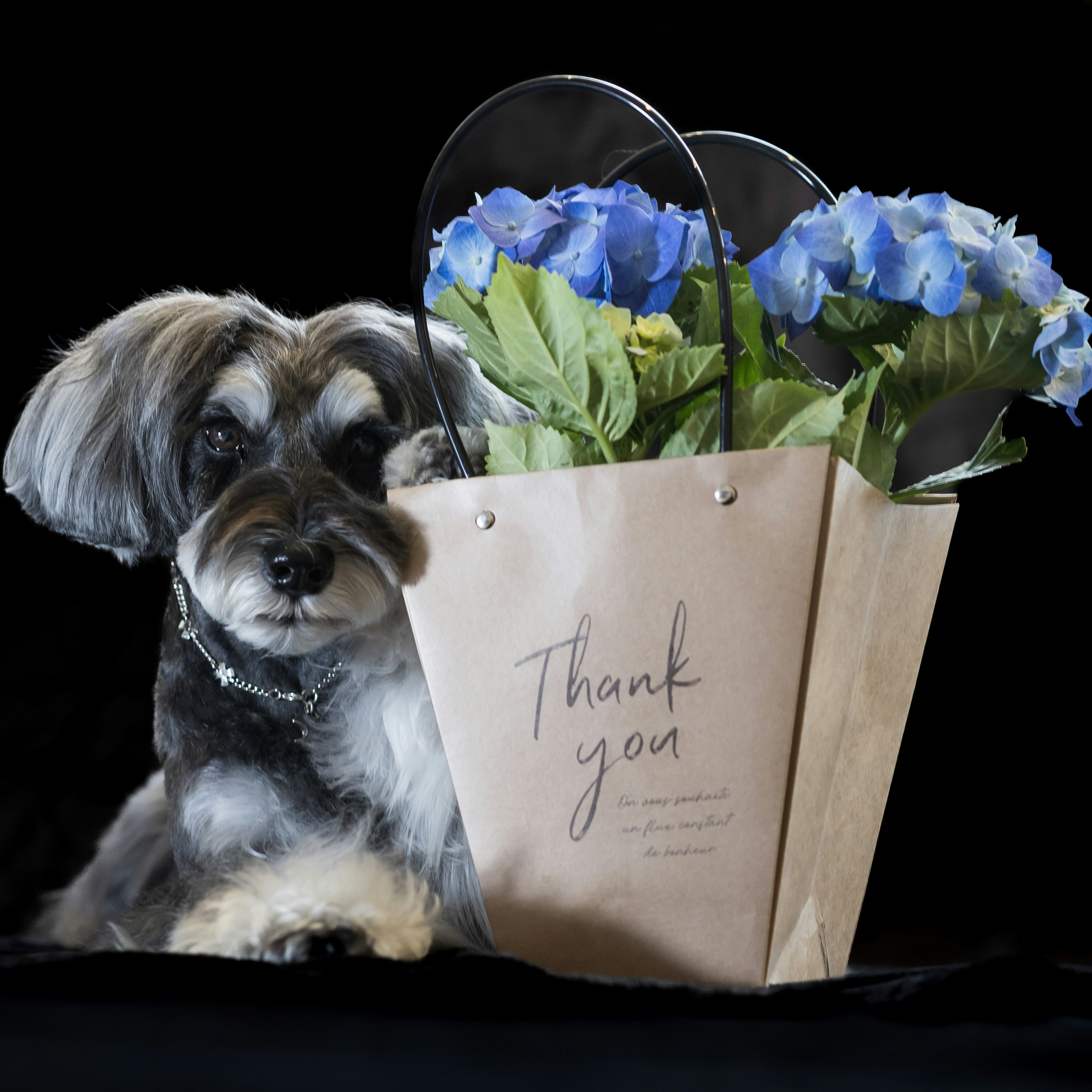 犬と青い花が入った感謝のバッグの前に座っている犬